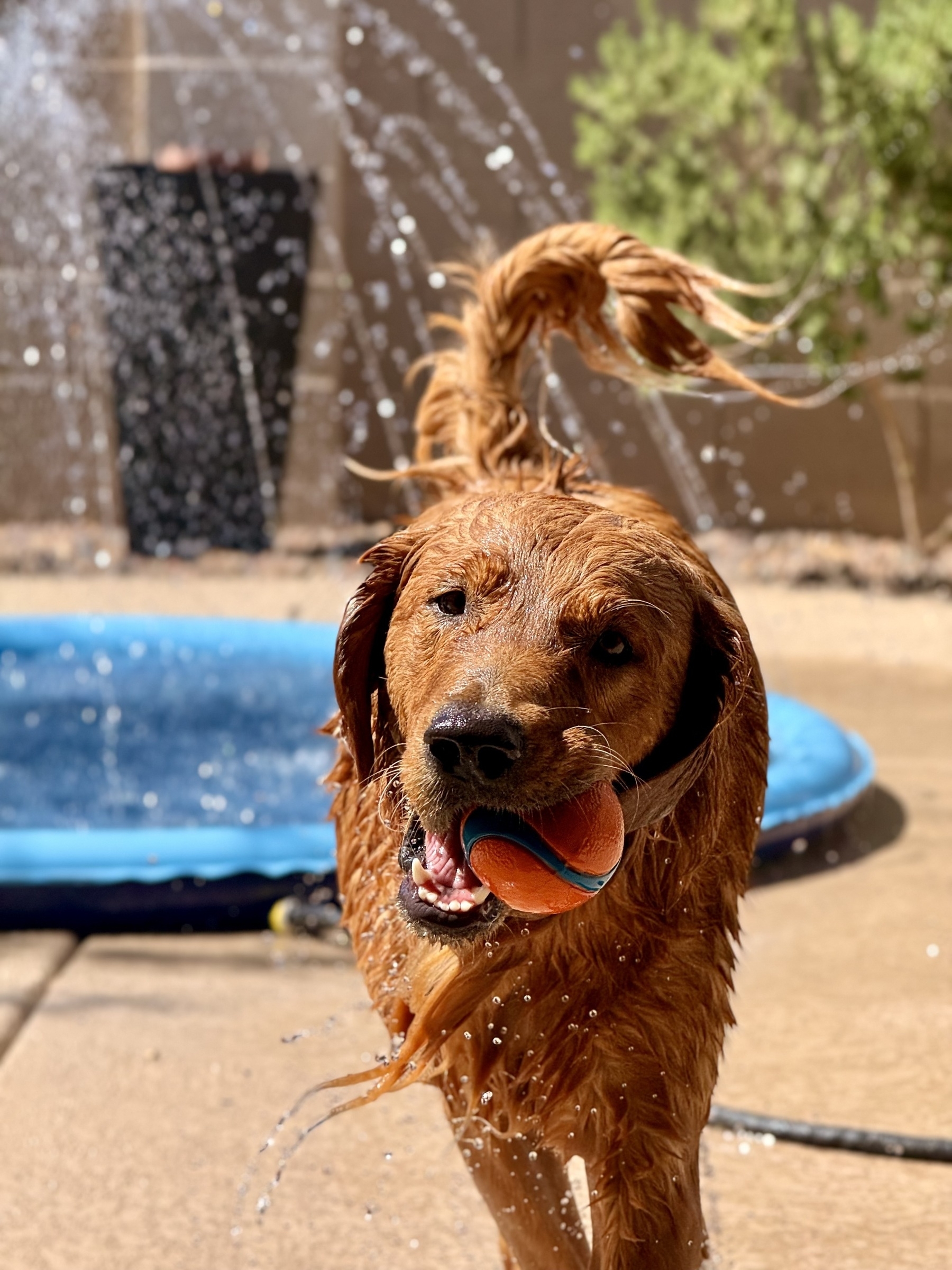Auto-generated description: A wet golden retriever joyfully carries a ball in its mouth near a kiddie pool and water fountain.