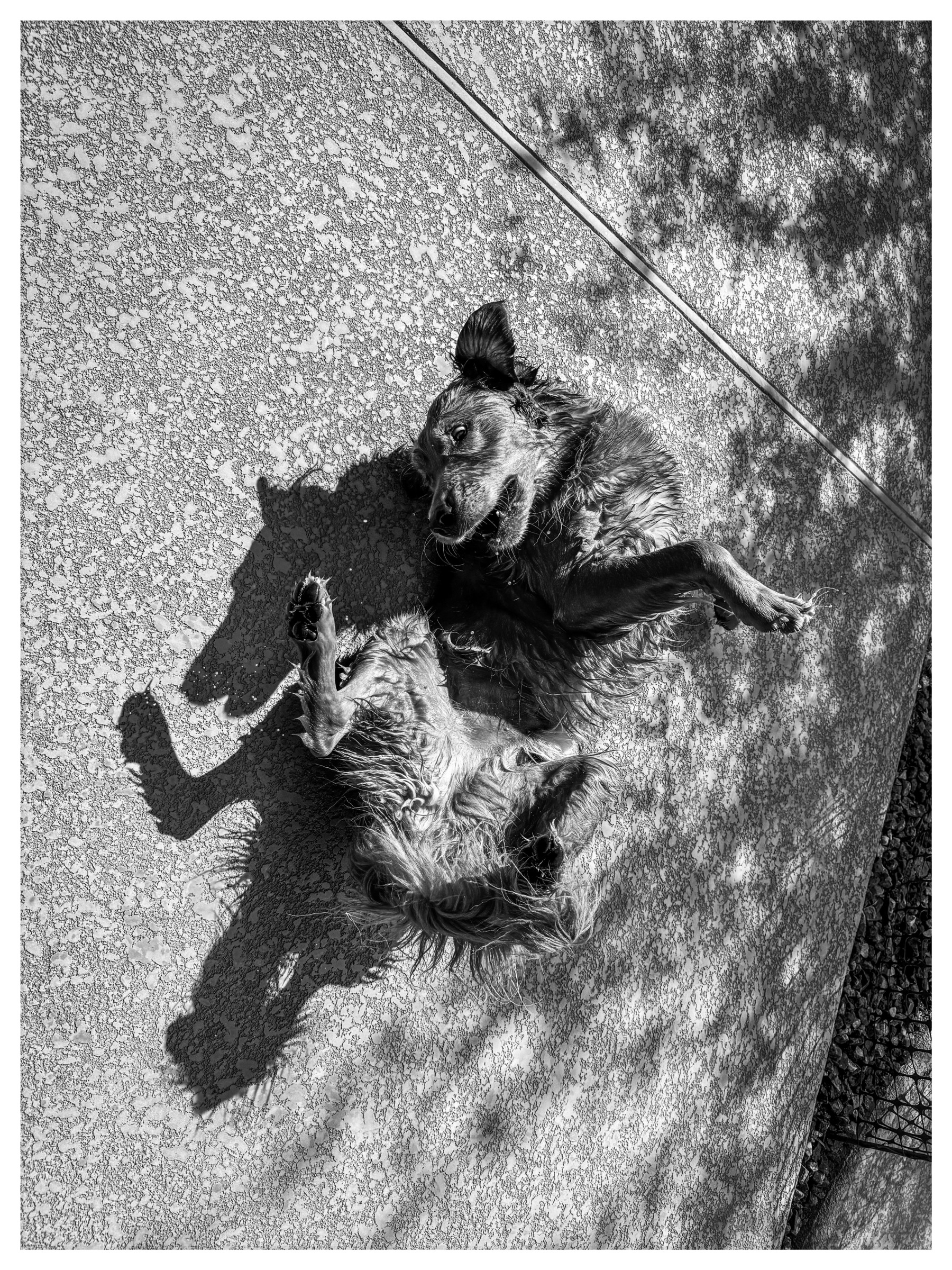 Auto-generated description: A dog joyfully rolls on its back on a textured surface with dappled sunlight and shadows around it.