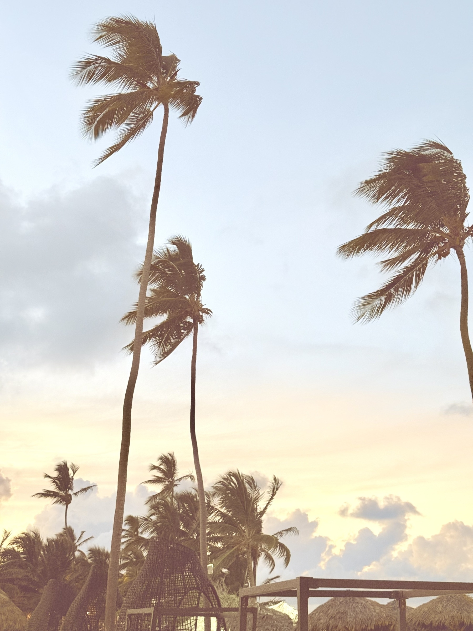 Auto-generated description: Tall palm trees sway gently against a pastel sunset sky.