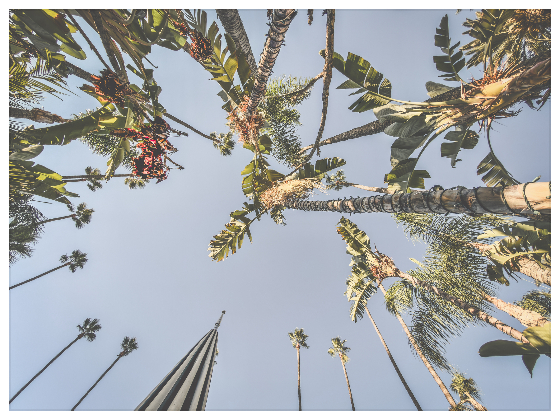 Auto-generated description: Tall palm trees and tropical plants are viewed from below against a clear blue sky.