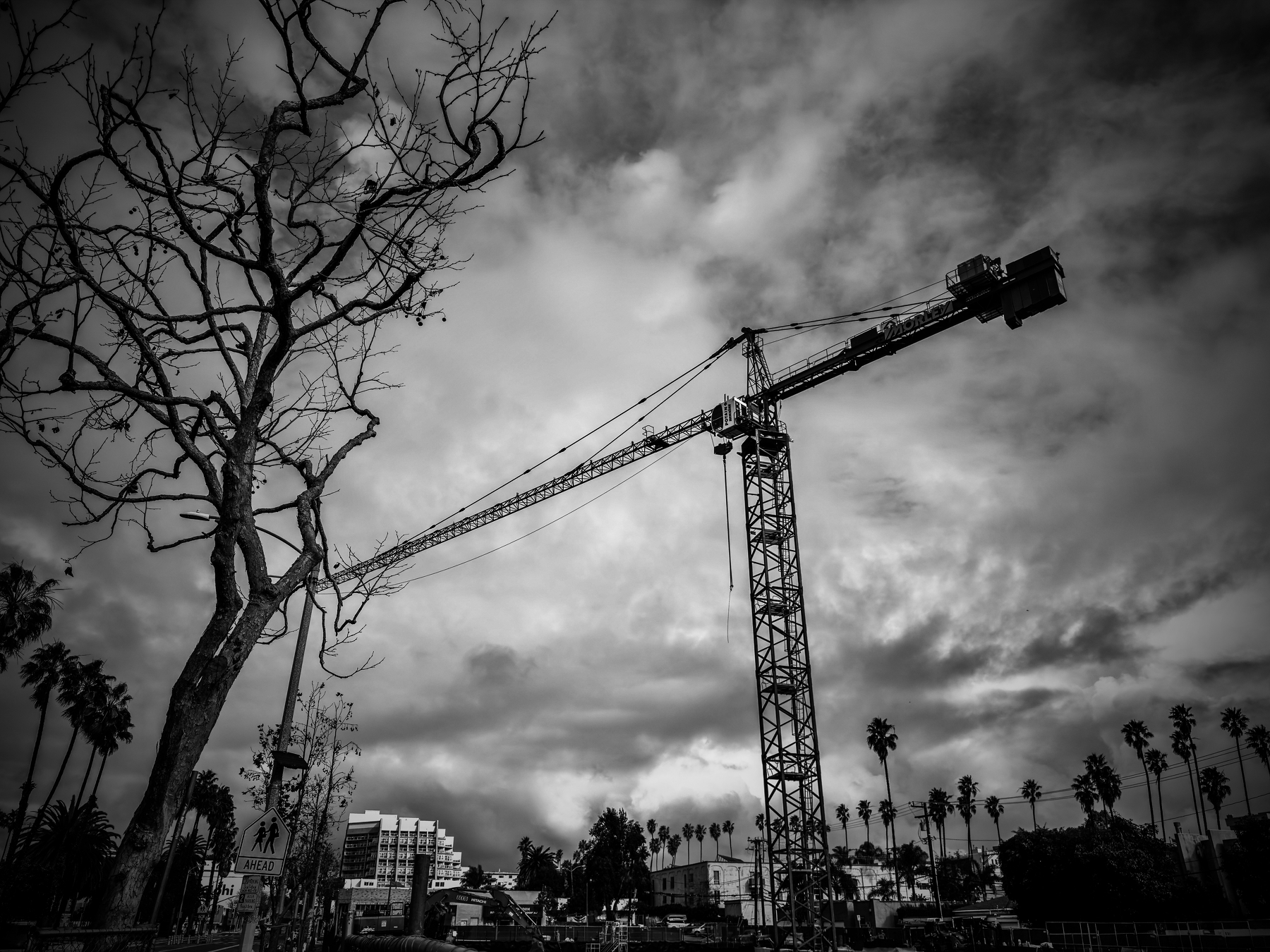 Auto-generated description: A crane stands tall against a dramatic cloudy sky, surrounded by palm trees and a leafless tree.