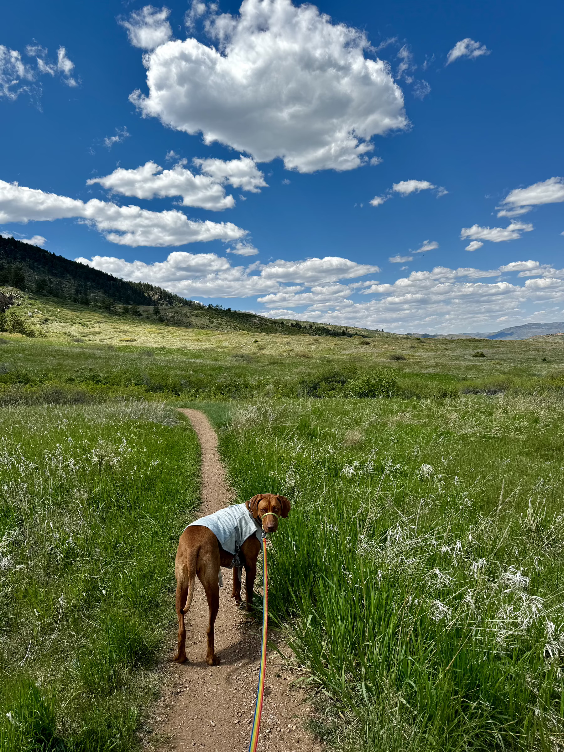 Auto-generated description: A dog on a leash stands on a scenic path through a grassy field under a partly cloudy sky.