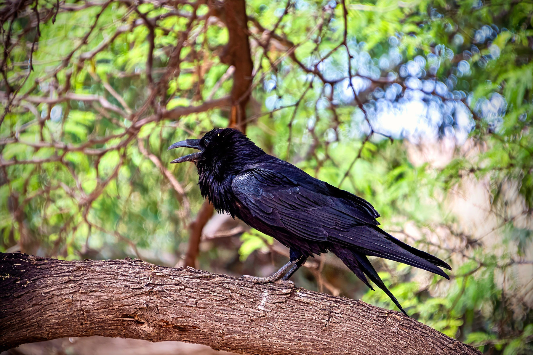 Auto-generated description: A black Raven is perched on a tree branch surrounded by green foliage.