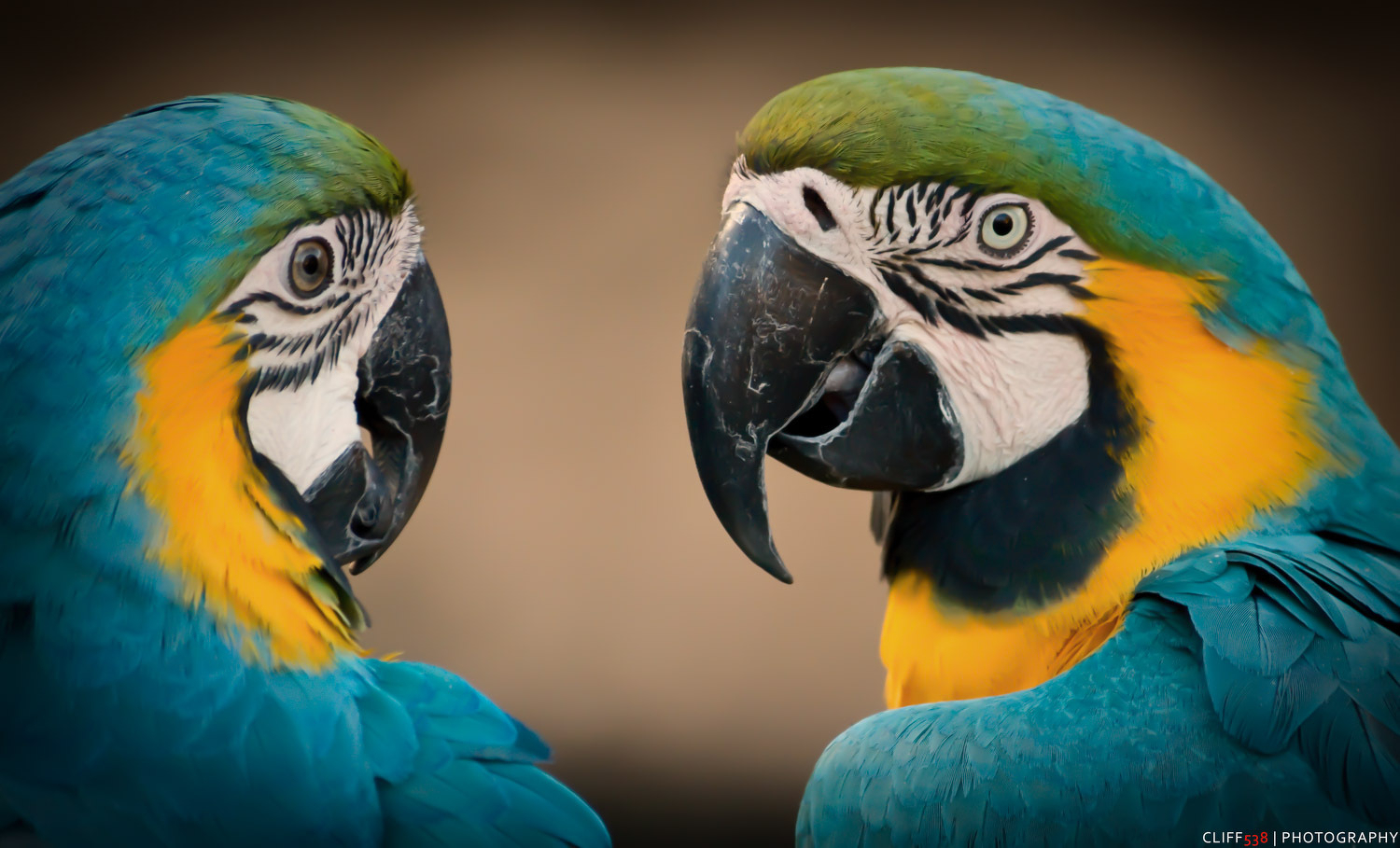 Auto-generated description: Two vibrant blue and yellow macaws facing each other with intricate feather details.