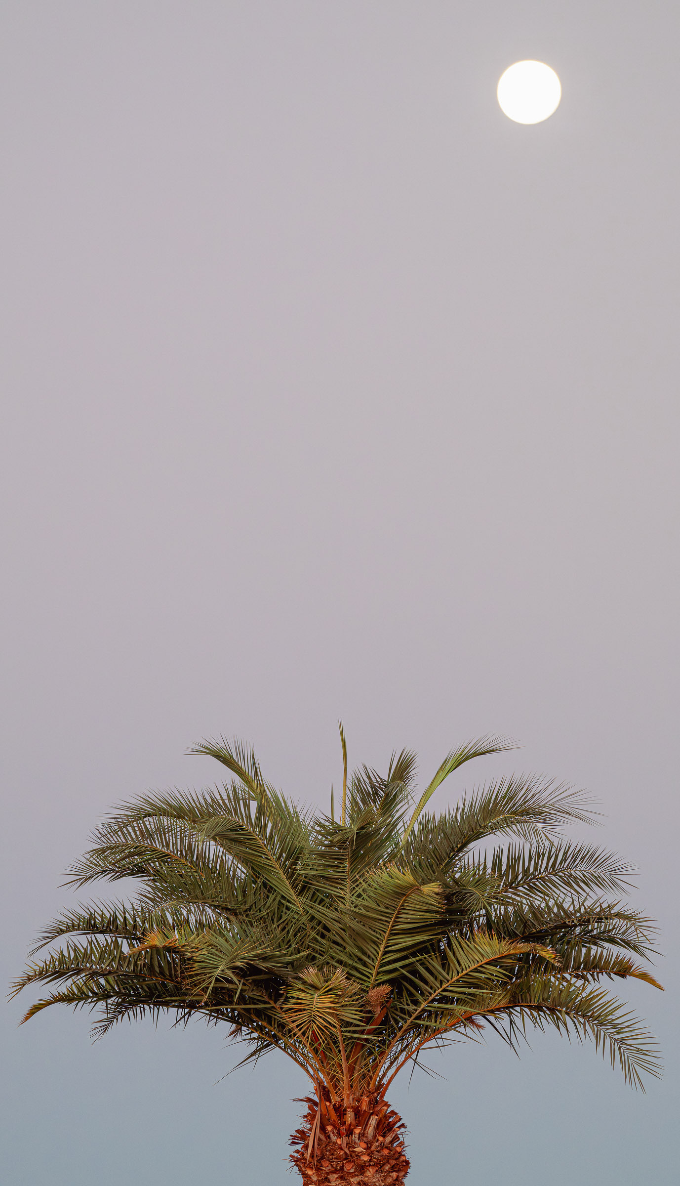 Auto-generated description: A full moon shines brightly in the sky above a palm tree.