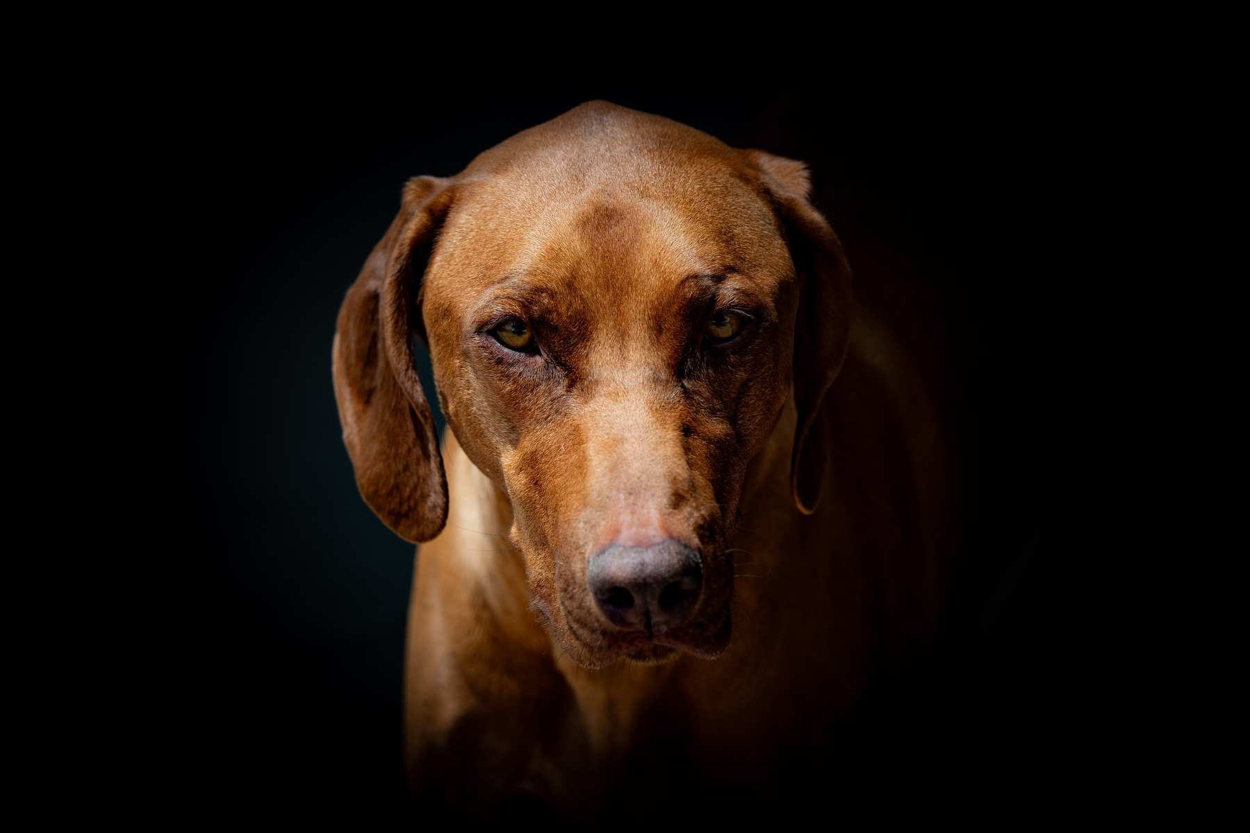 Auto-generated description: A brown dog with soulful eyes is illuminated against a dark backdrop.
