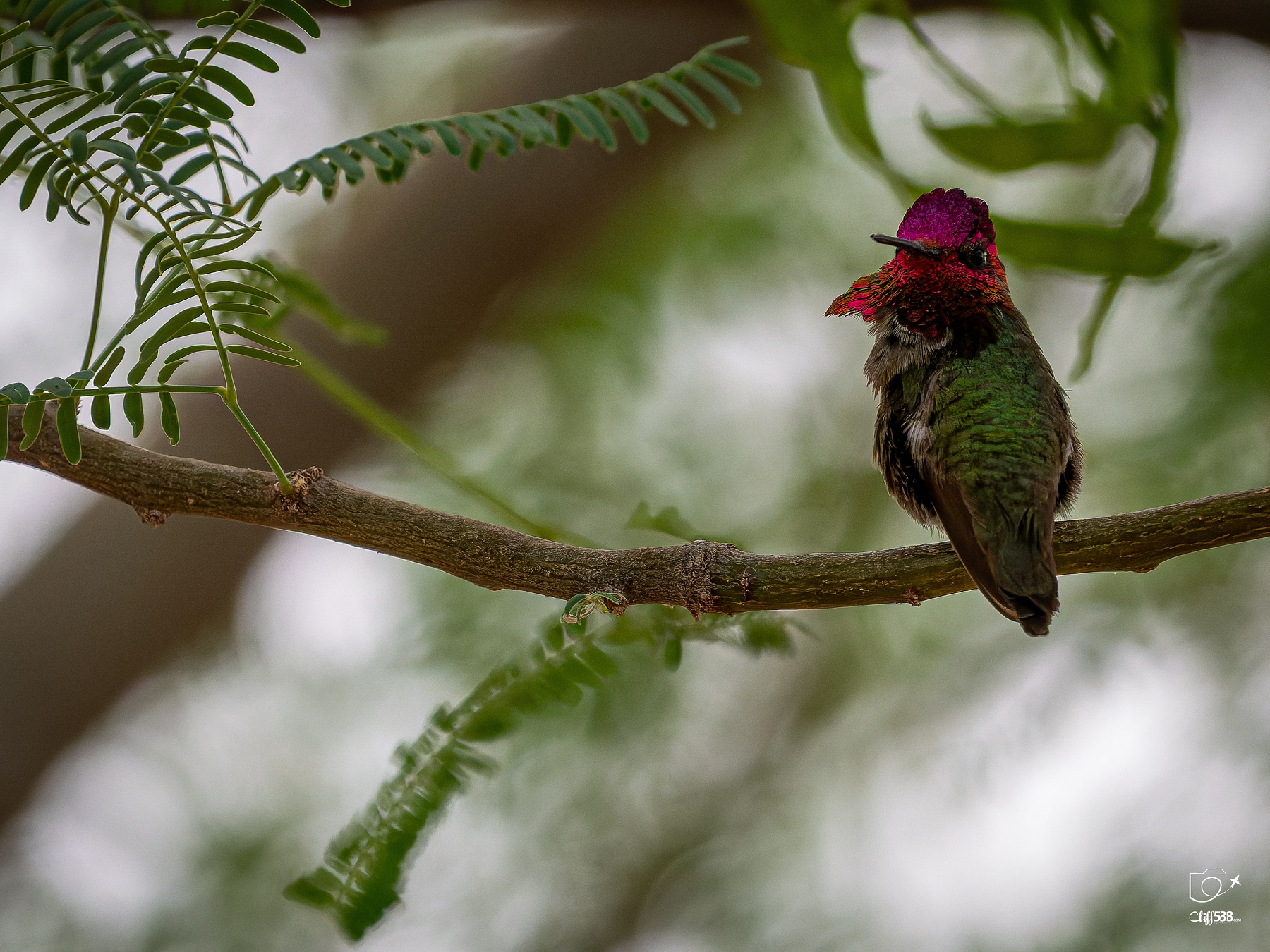 Auto-generated description: A vibrant hummingbird with iridescent plumage is perched on a branch surrounded by green leaves.