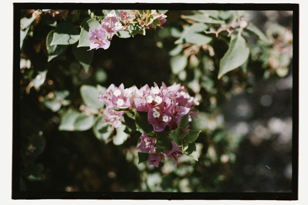A cluster of light purple flowers with green leaves is shown against a blurred natural background.
