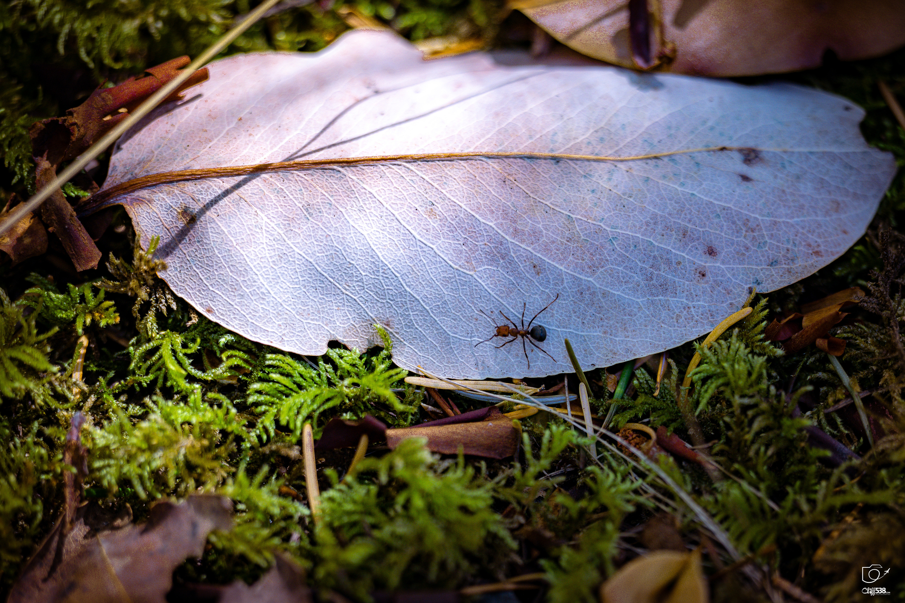 Auto-generated description: A small ant is walking on a pale, dry leaf surrounded by green moss and forest floor debris.