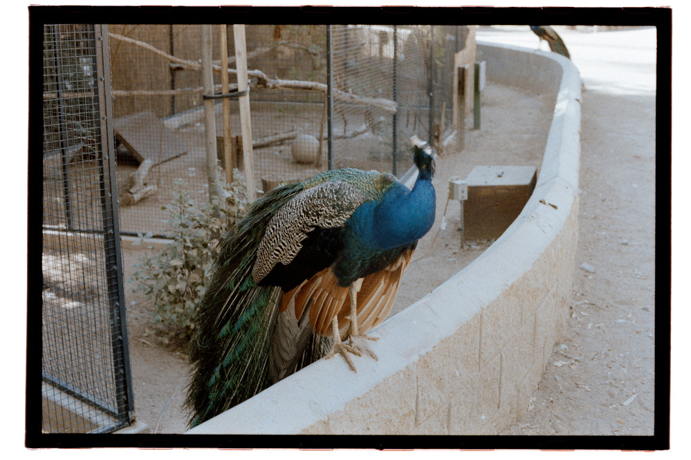 A peacock is perched on a low concrete wall inside an enclosure with wire fencing.