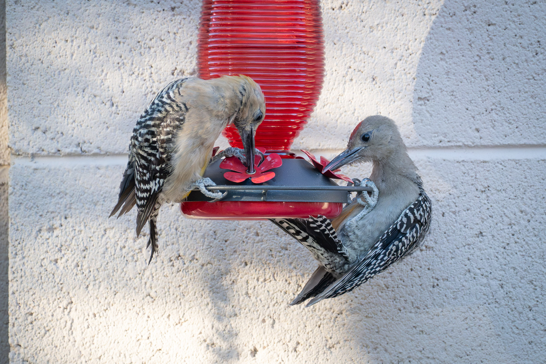 Auto-generated description: Two birds with black and white patterned feathers are perched on a red feeder attached to a textured beige wall.