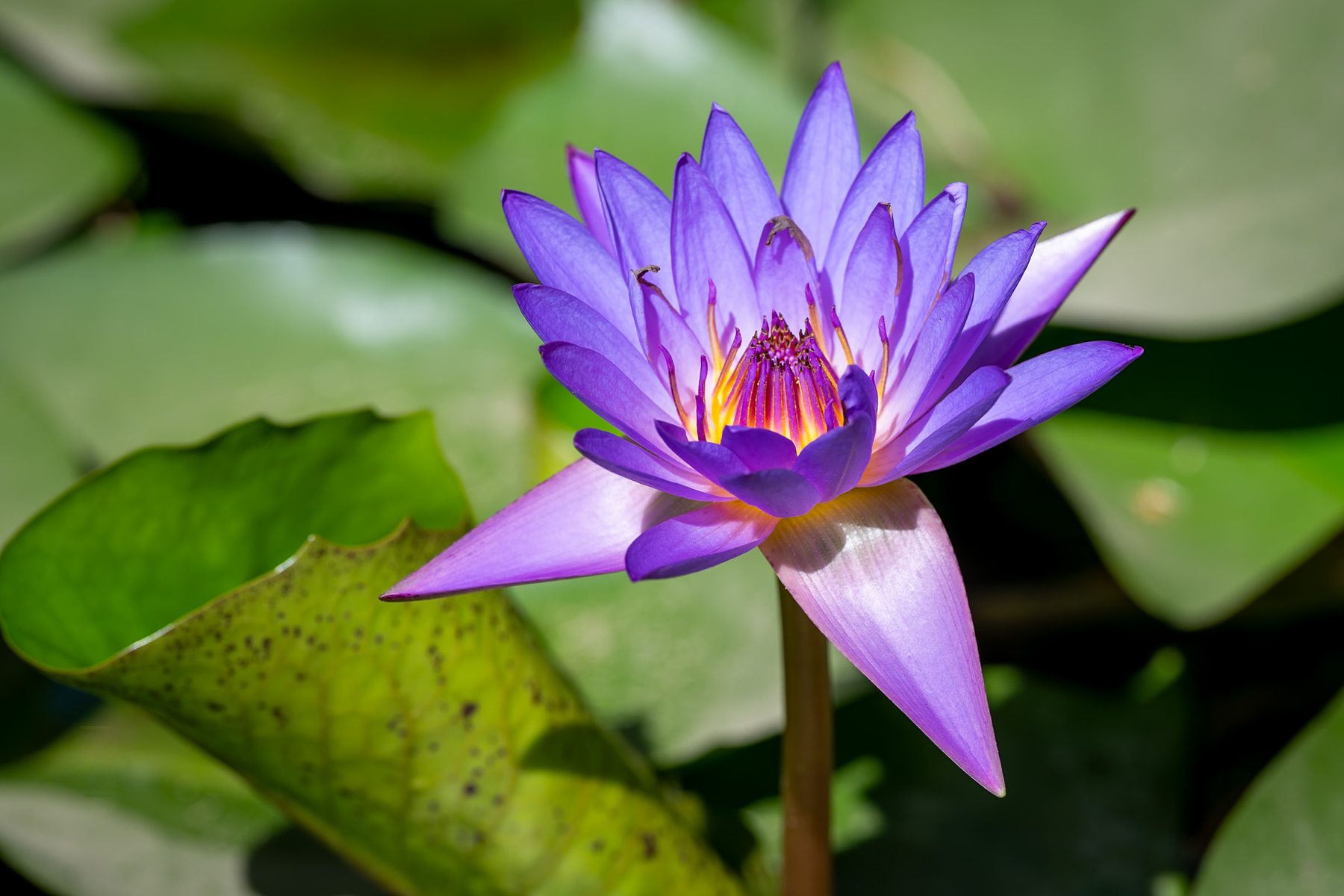 Auto-generated description: A vibrant purple water lily with a glowing yellow center blooms above green lily pads.