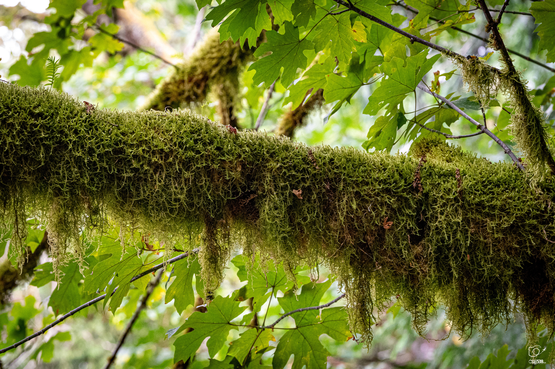 Auto-generated description: A tree branch covered in dense green moss is surrounded by vibrant green leaves in a forest setting.