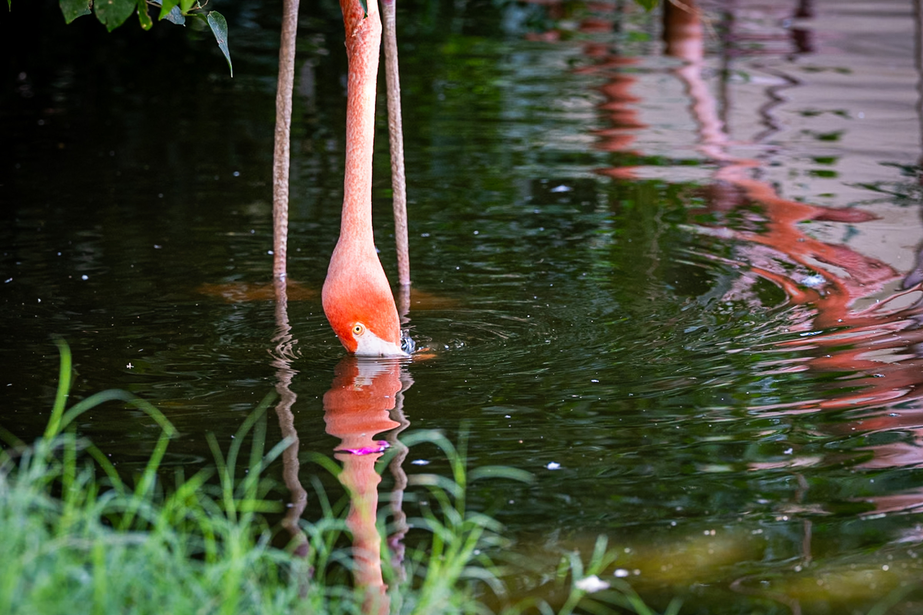 Auto-generated description: A flamingo is dipping its head into the water, creating a reflection on the surface.