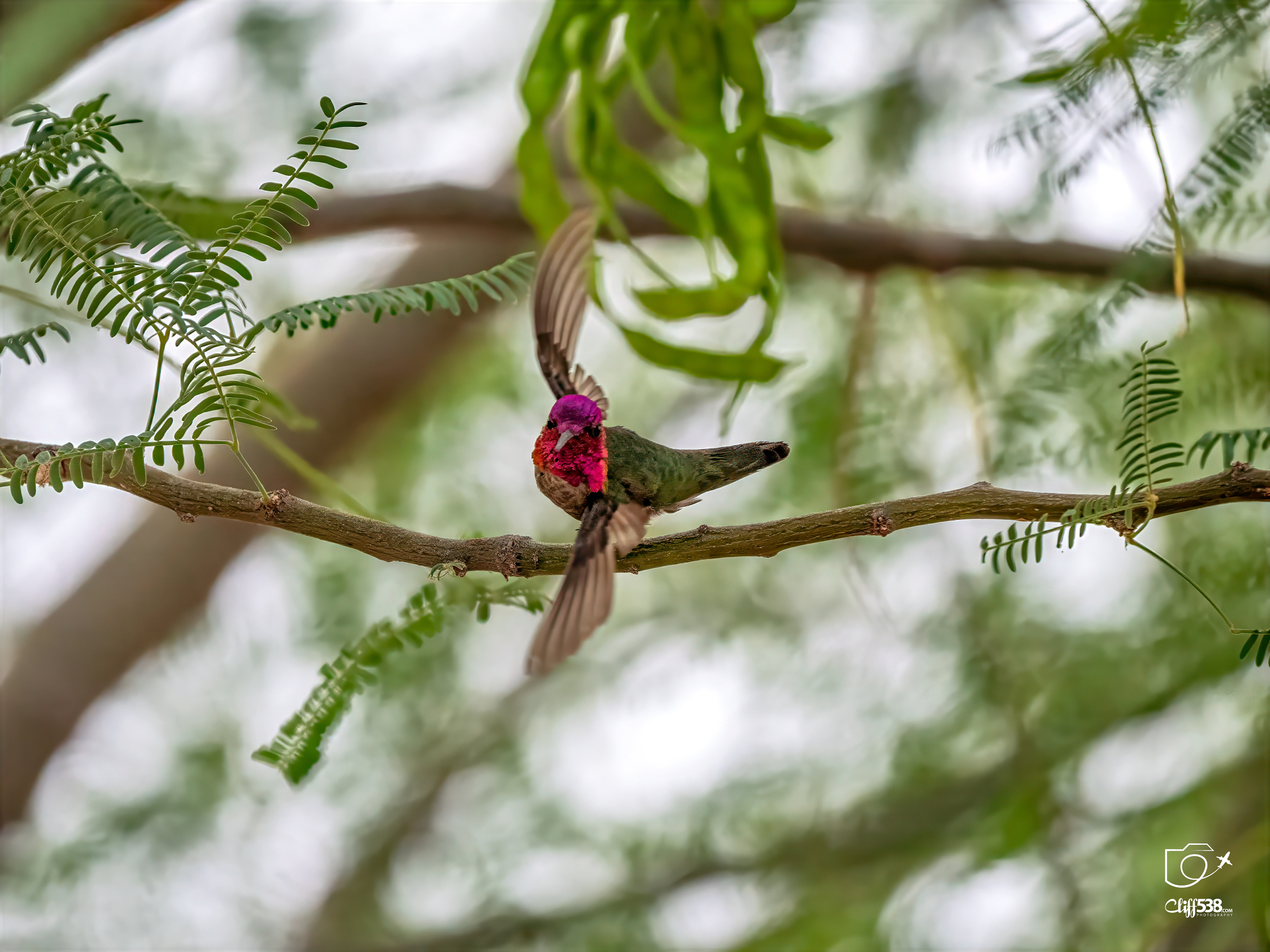 Auto-generated description: A hummingbird with vibrant plumage is perched on a tree branch, its wings spread.