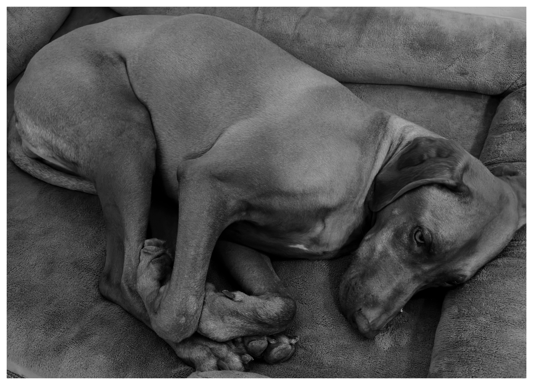Auto-generated description: A dog is lying curled up on a cushioned surface, looking relaxed.
