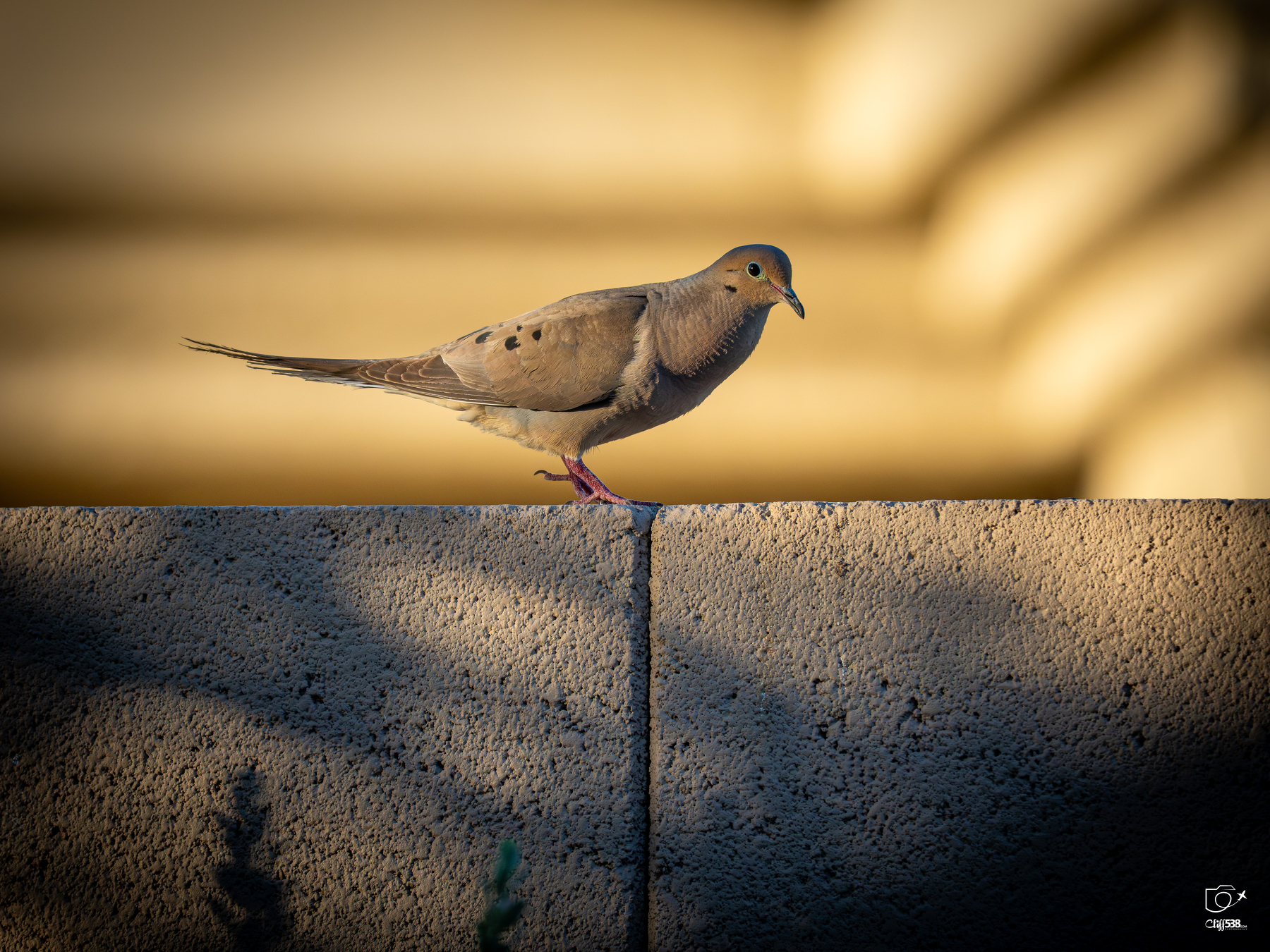 Auto-generated description: A mourning dove is perched on the edge of a concrete wall, bathed in warm sunlight.