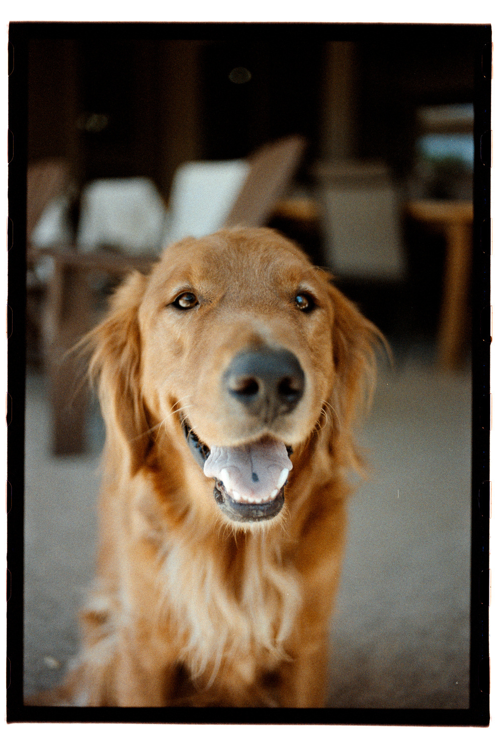 A happy golden retriever with a friendly expression is sitting indoors.