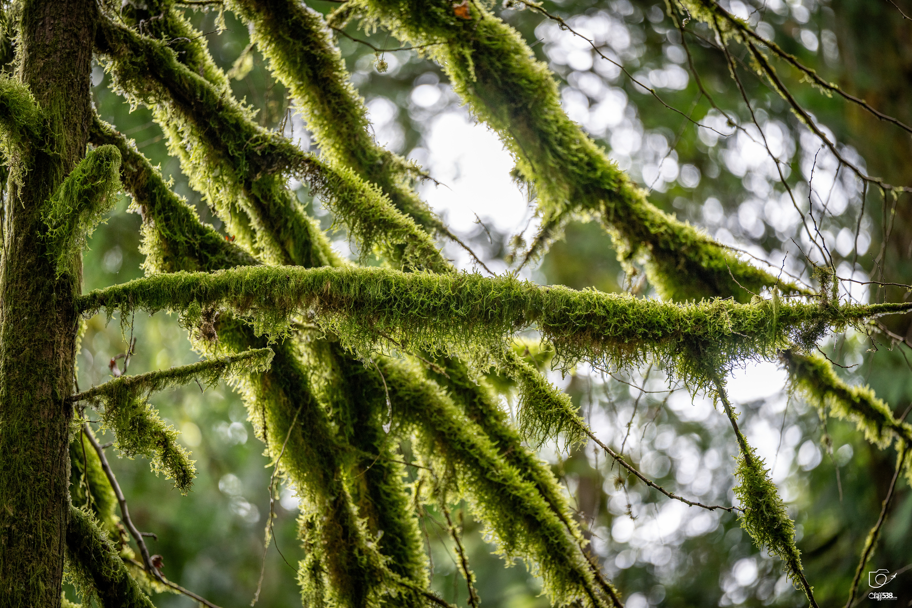 Auto-generated description: Branches densely covered with vibrant green moss stretch across a forest scene.