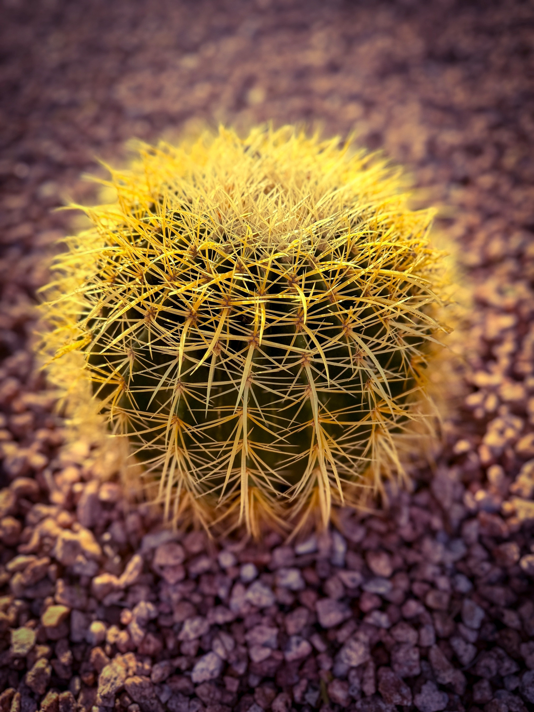 Auto-generated description: A round, spiky cactus is surrounded by small, reddish-brown rocks.