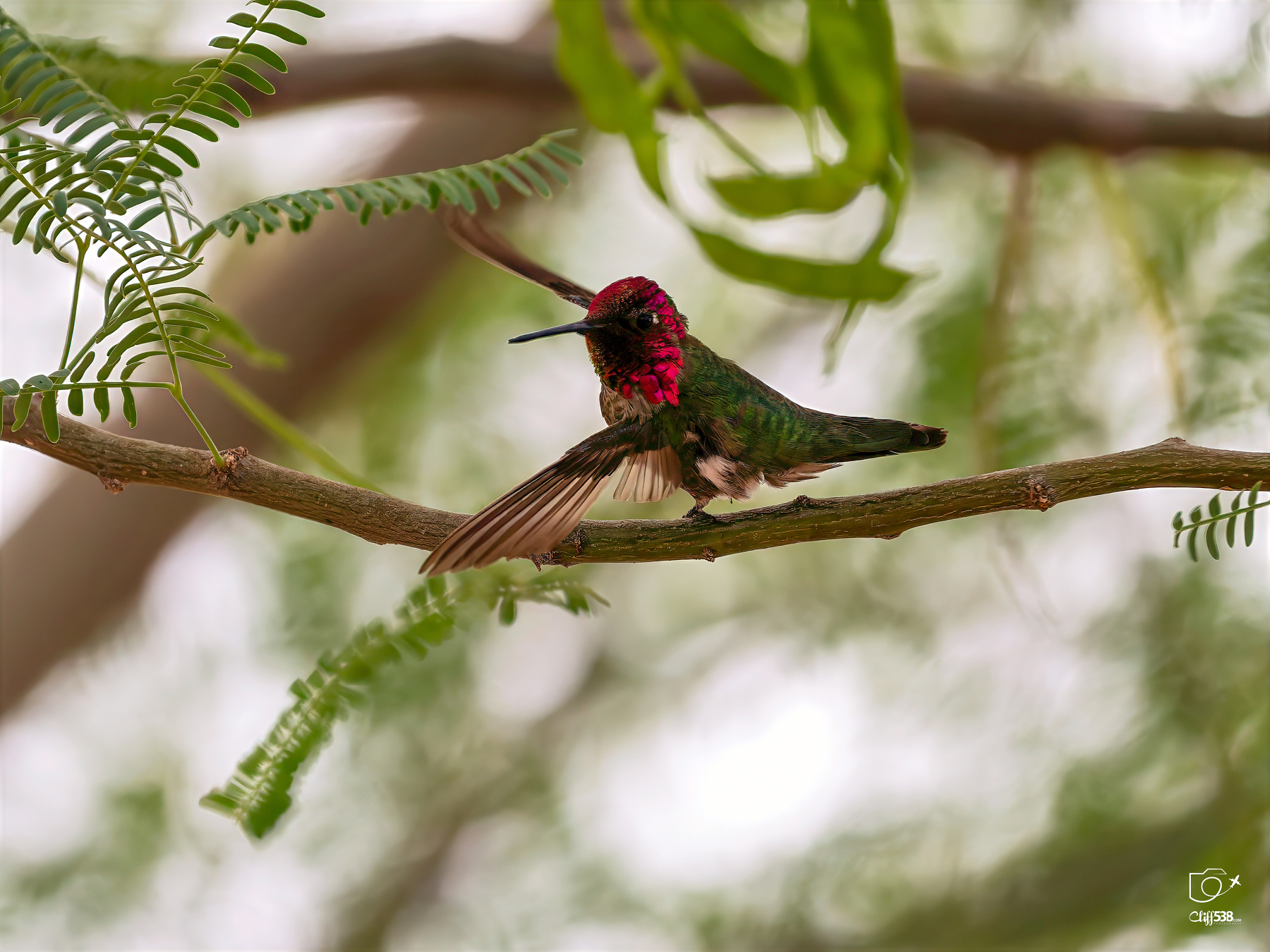 Auto-generated description: A hummingbird with iridescent feathers rests on a branch surrounded by green leaves.