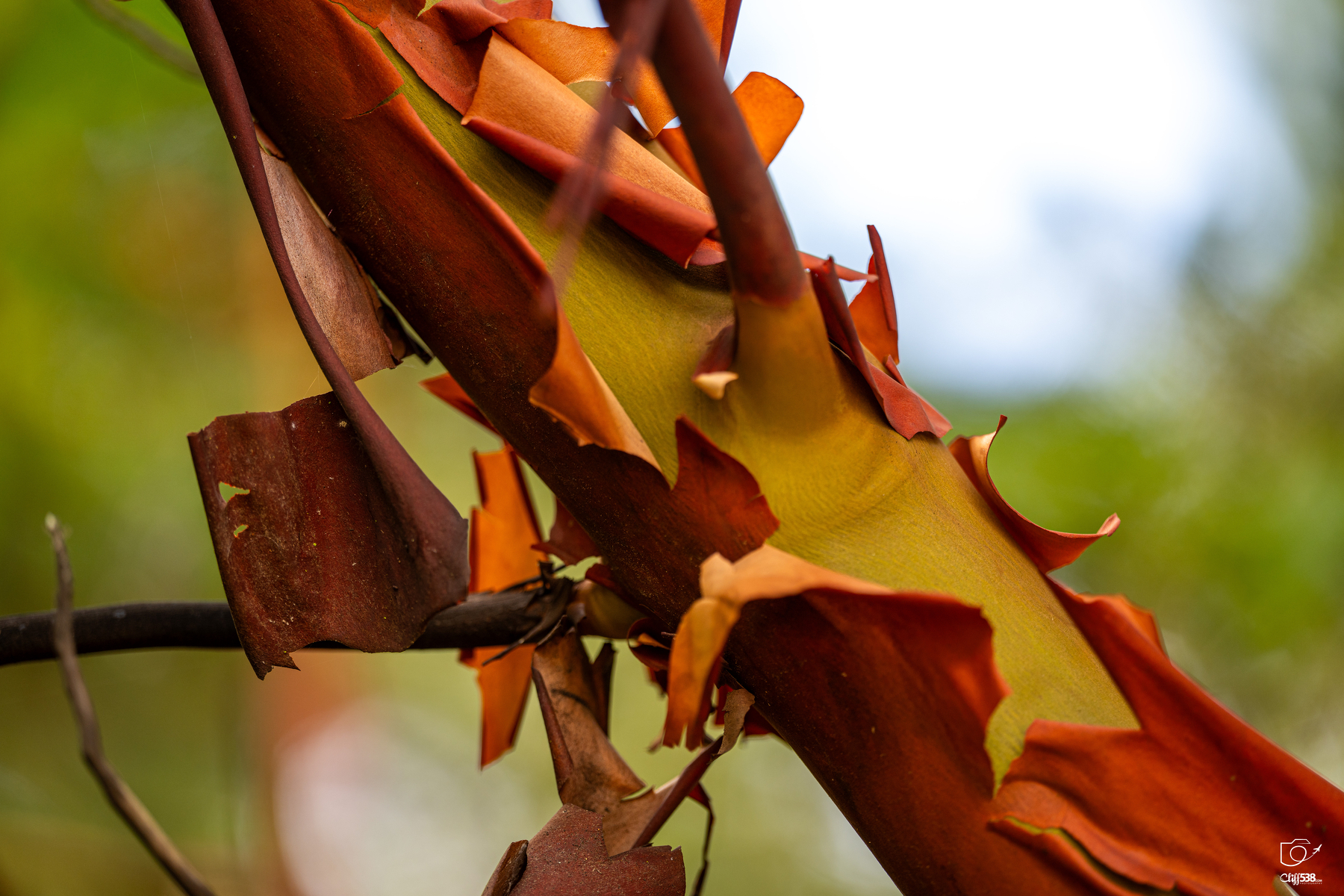 Auto-generated description: Peeling reddish-brown bark reveals a smooth yellow-green layer underneath on a tree branch.