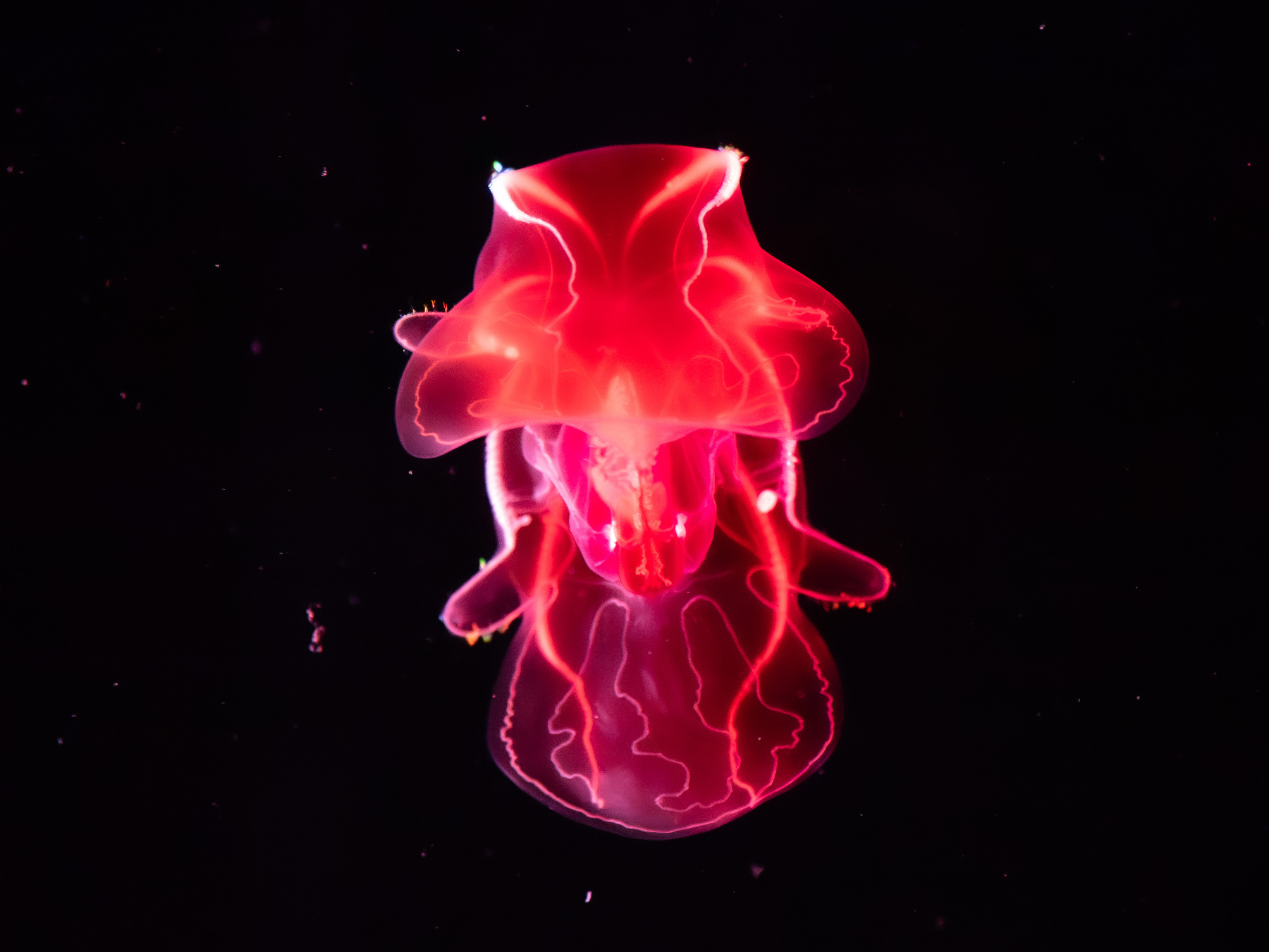 A vibrant pink jellyfish glows against a dark background, showcasing its translucent, intricately detailed body.