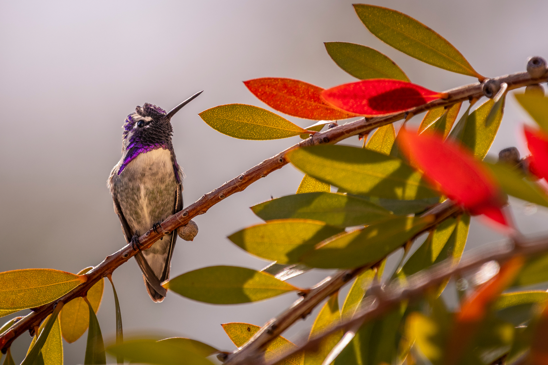 Auto-generated description: A hummingbird with vibrant plumage is perched on a branch surrounded by colorful leaves.