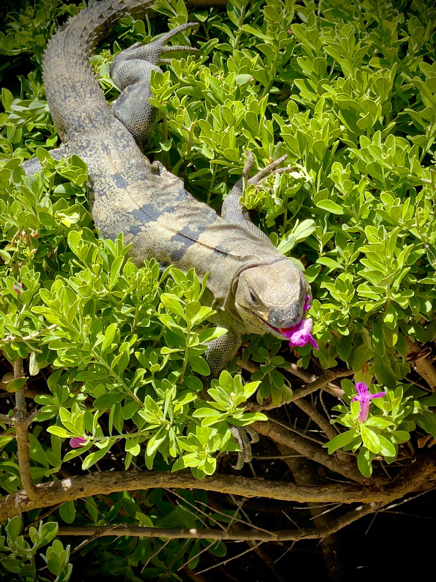 Auto-generated description: A large lizard is resting on a bed of green foliage with small purple flowers.