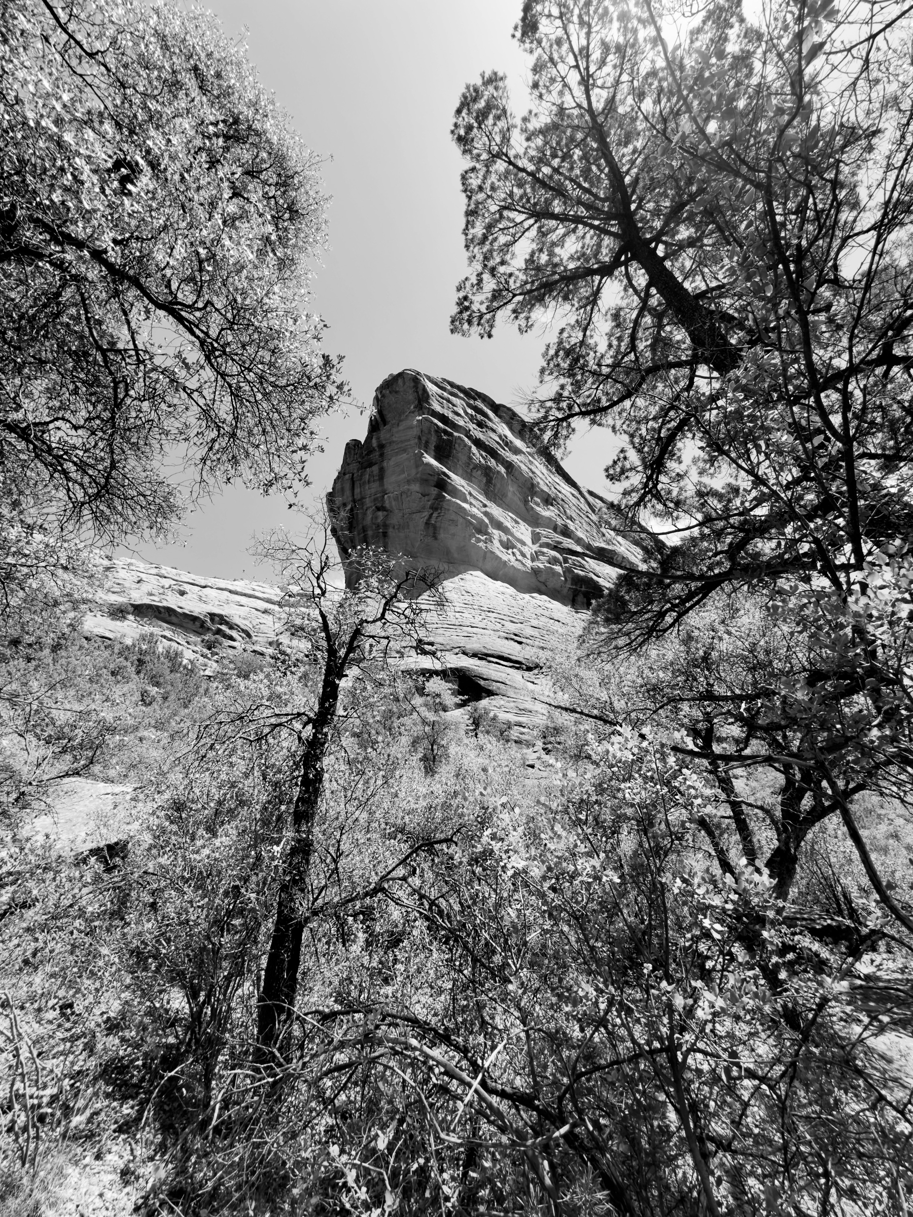 Auto-generated description: A towering rock formation is surrounded by trees under a clear sky.