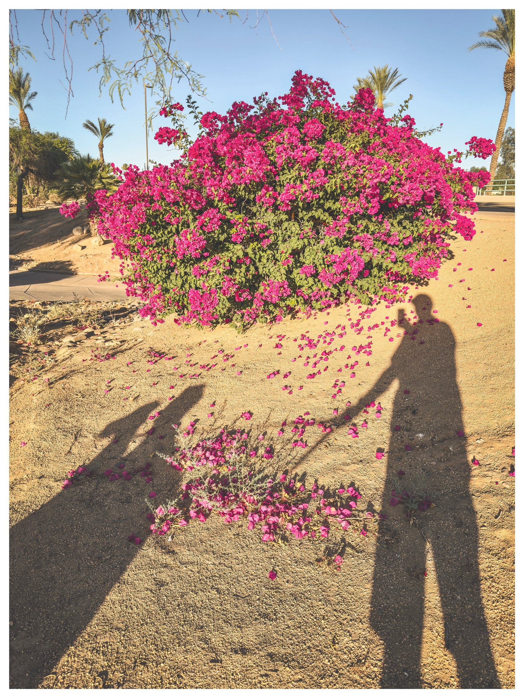 Auto-generated description: A lush bush of vibrant pink flowers casts its shadow on the ground amidst a desert landscape, with two people’s shadows partially visible.