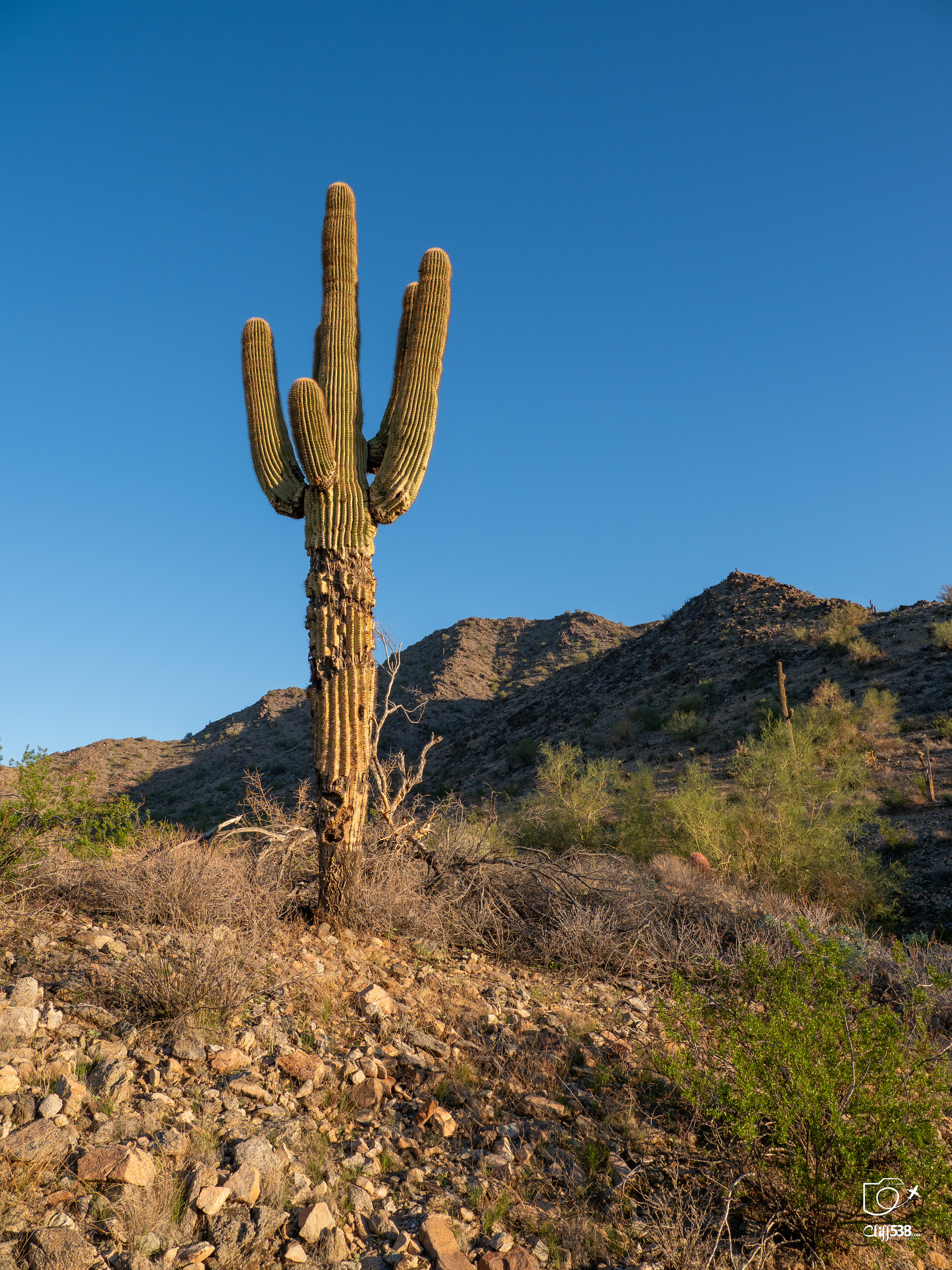 Auto-generated description: A tall saguaro cactus stands in a rocky desert landscape under a clear blue sky.
