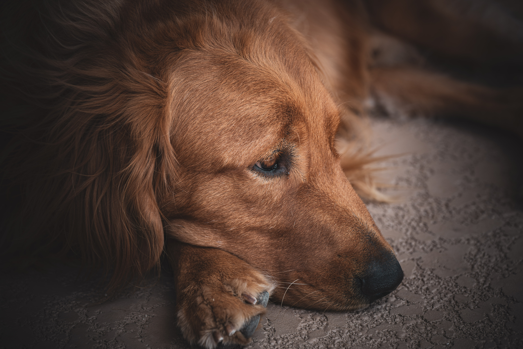 Auto-generated description: A golden retriever is resting its head on its paws, looking thoughtful and relaxed.