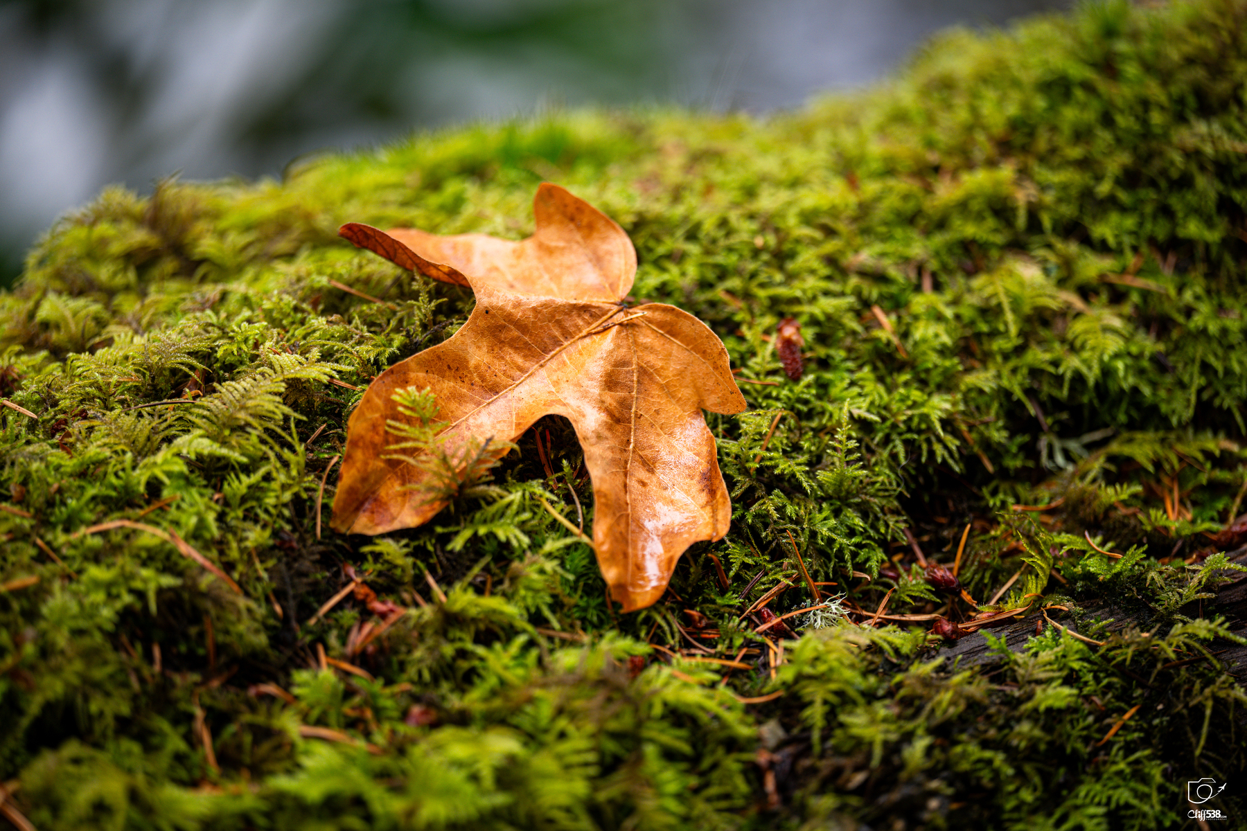 Auto-generated description: A dry brown leaf rests on a bed of vibrant green moss.
