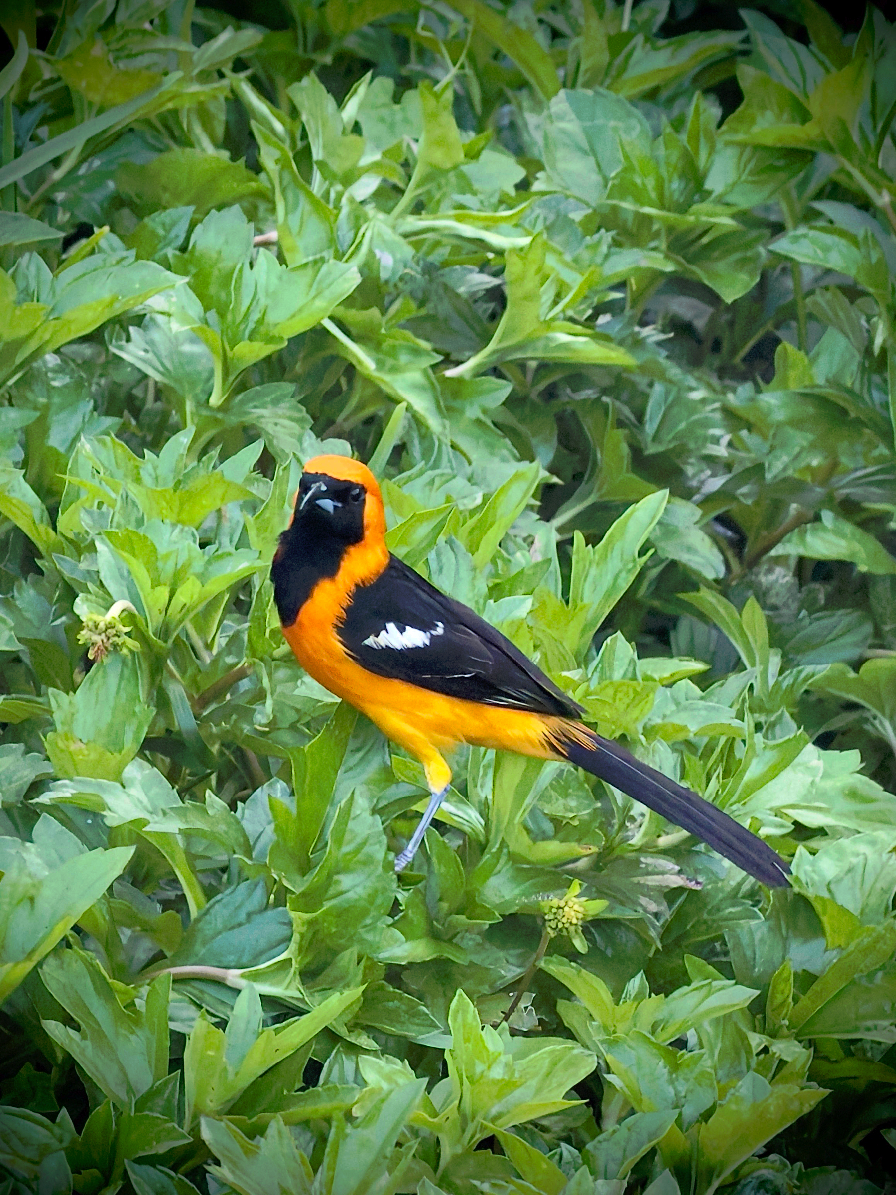 Auto-generated description: A vibrant orange and black bird with white markings perches amid lush green foliage.