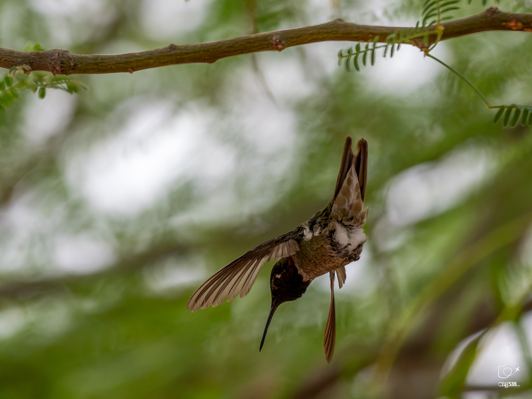 Auto-generated description: A hummingbird is hanging upside down from a twig with its wings spread out.