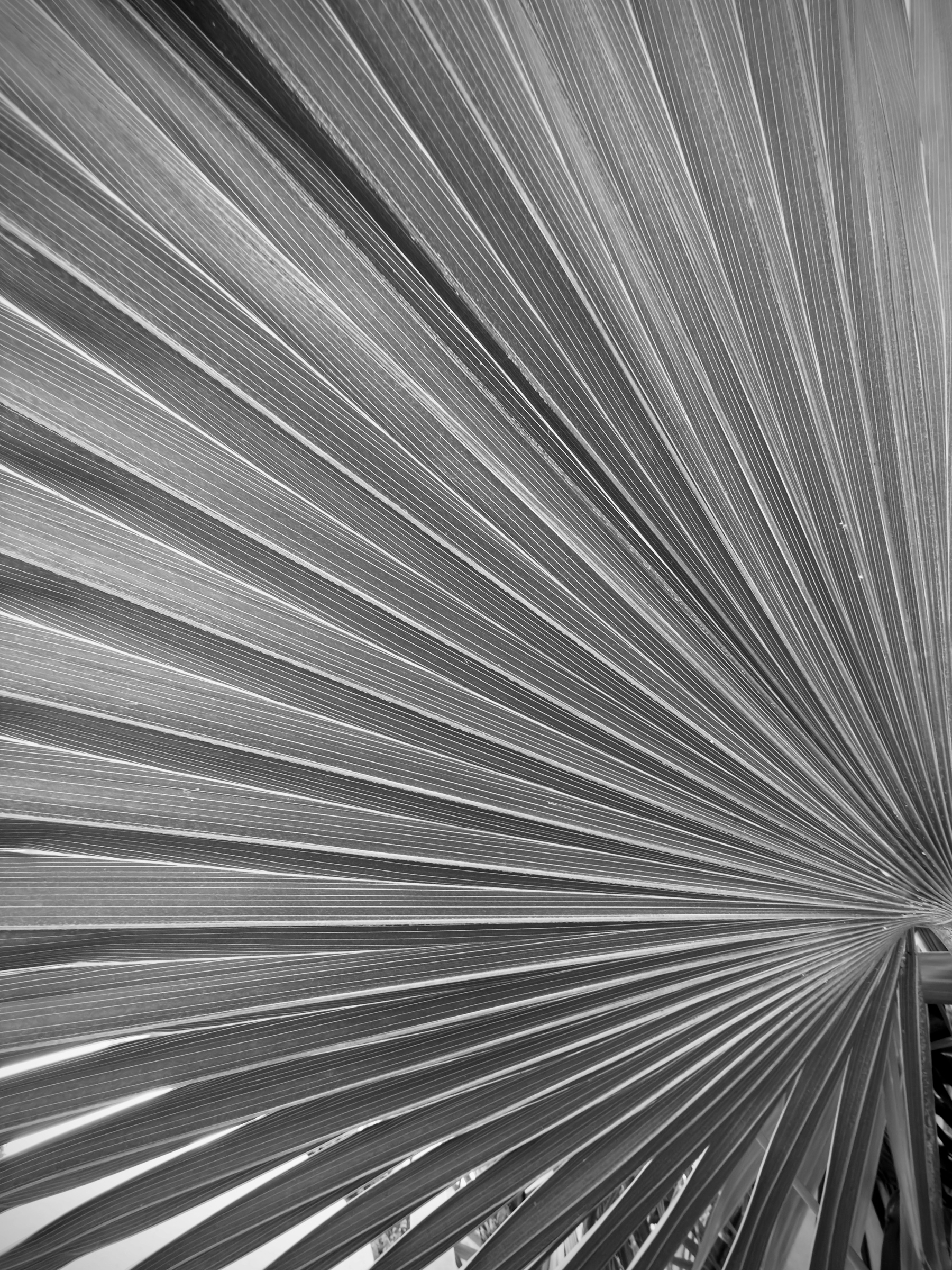 Auto-generated description: A close-up view of a palm leaf shows its intricate, radiating pattern and fine lines.