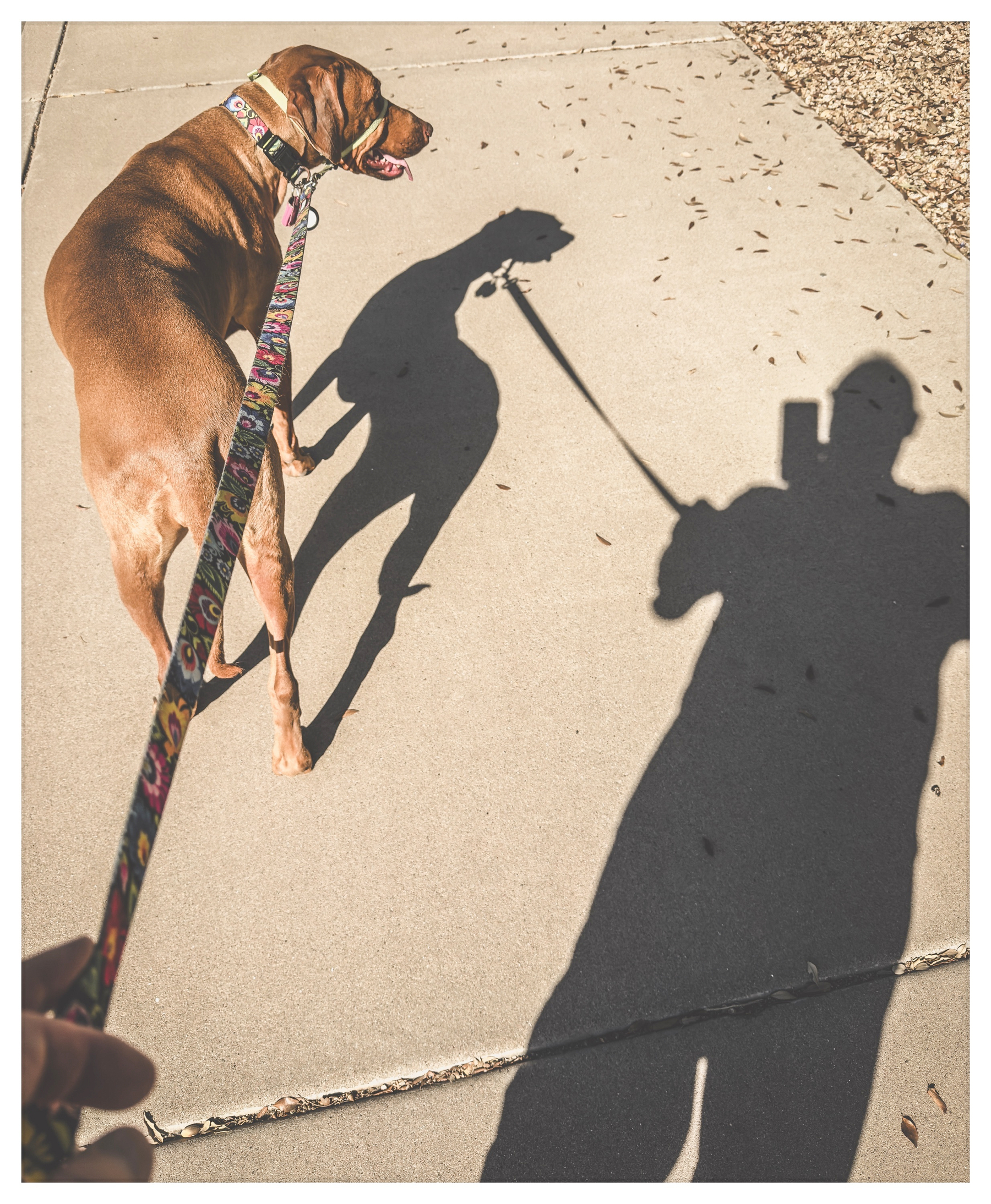 Auto-generated description: A dog on a colorful leash walks beside a person whose shadow is visible on the pavement.