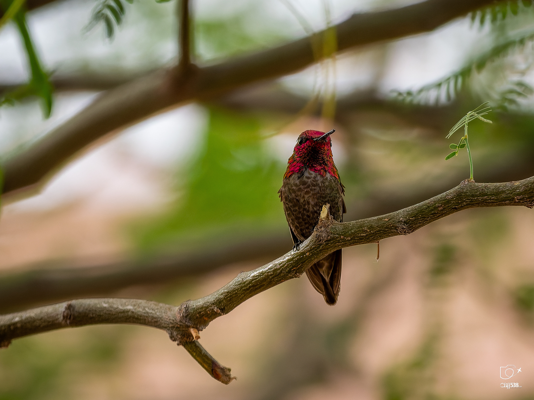 Auto-generated description: A hummingbird with vibrant, iridescent red and green plumage is perched on a tree branch amidst soft-focus foliage.