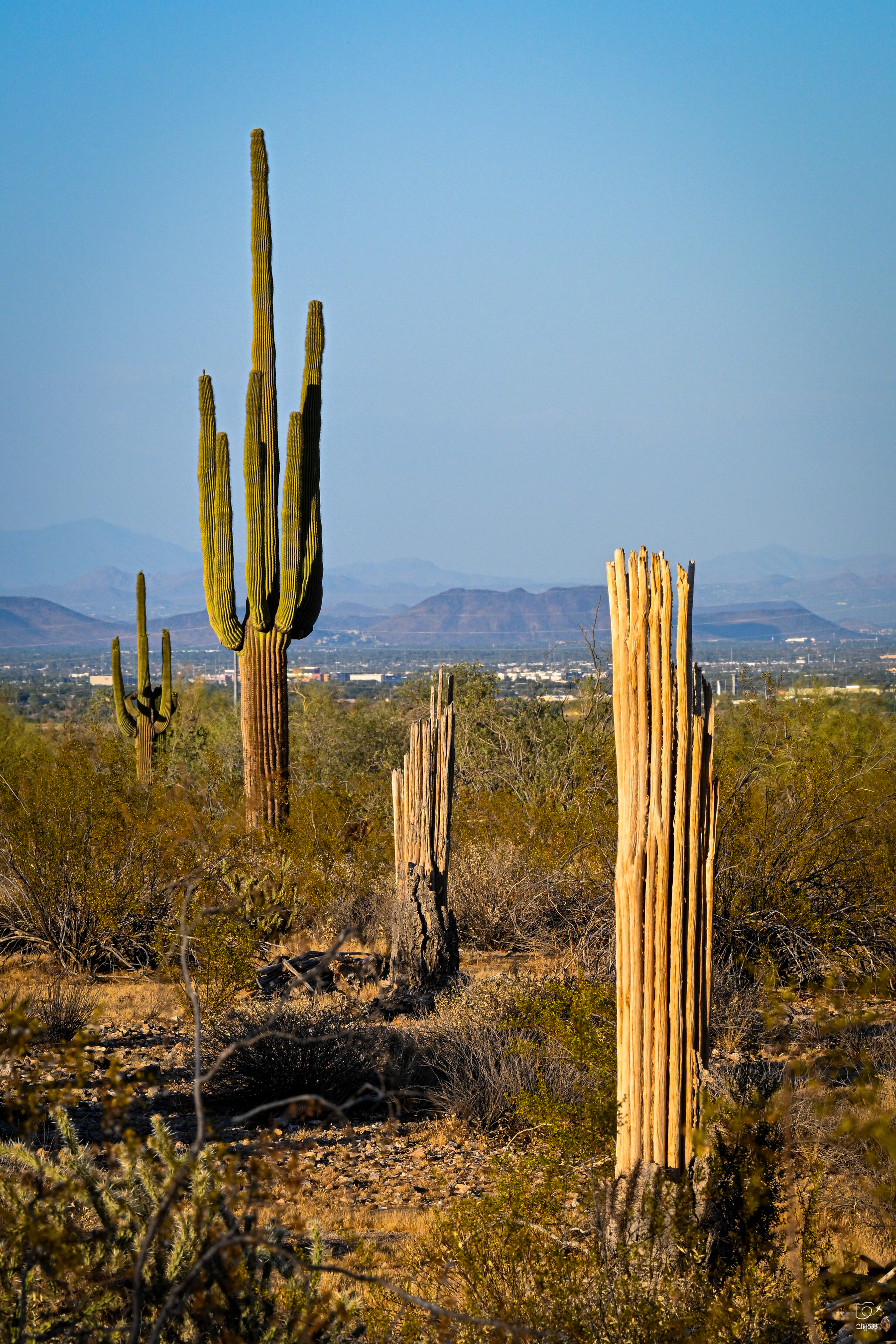 Auto-generated description: A desert landscape features tall, green cacti and some dried cacti stumps under a clear blue sky.