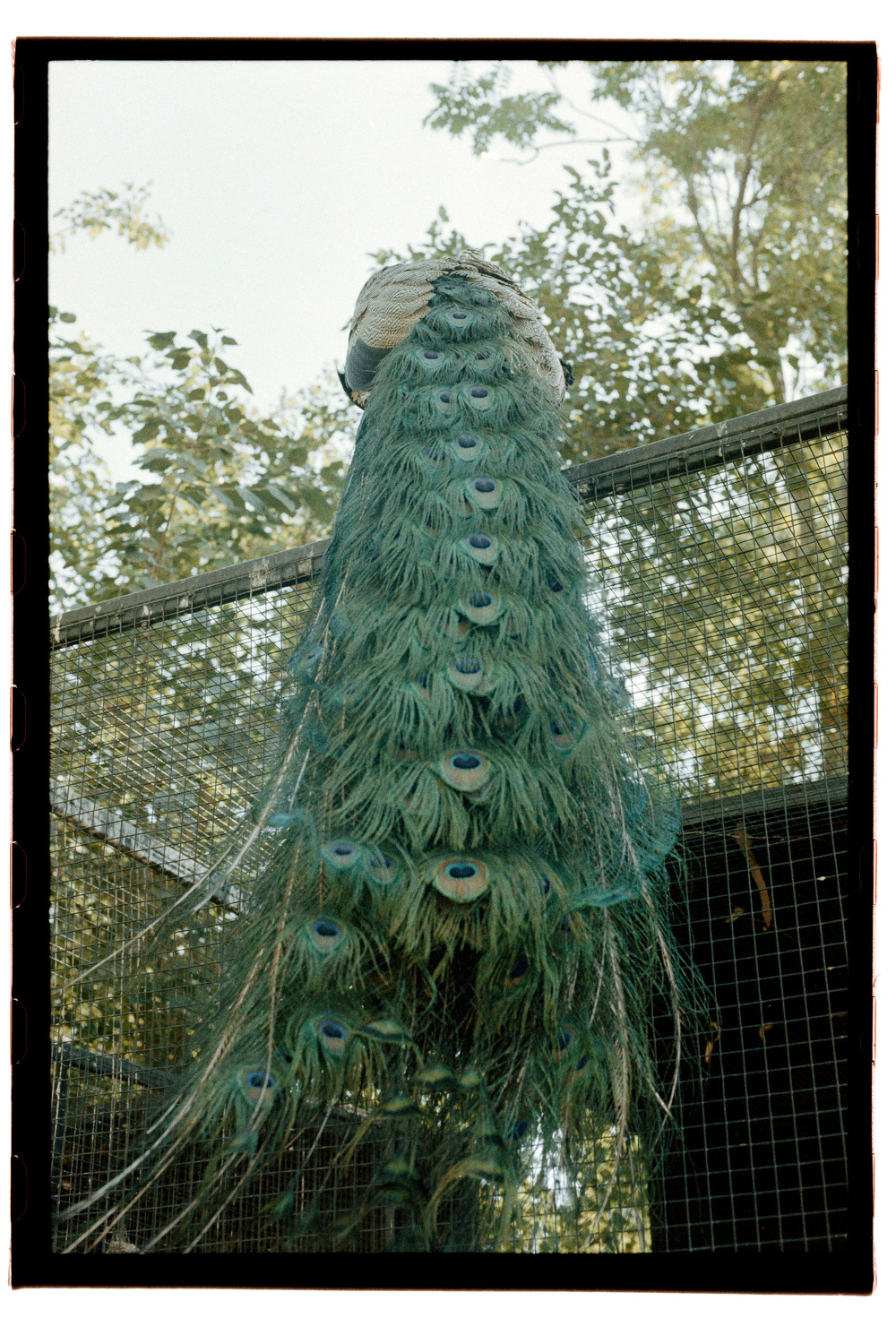 A peacock is perched on a wire mesh fence, displaying its long, vibrant tail feathers with eye-like patterns.