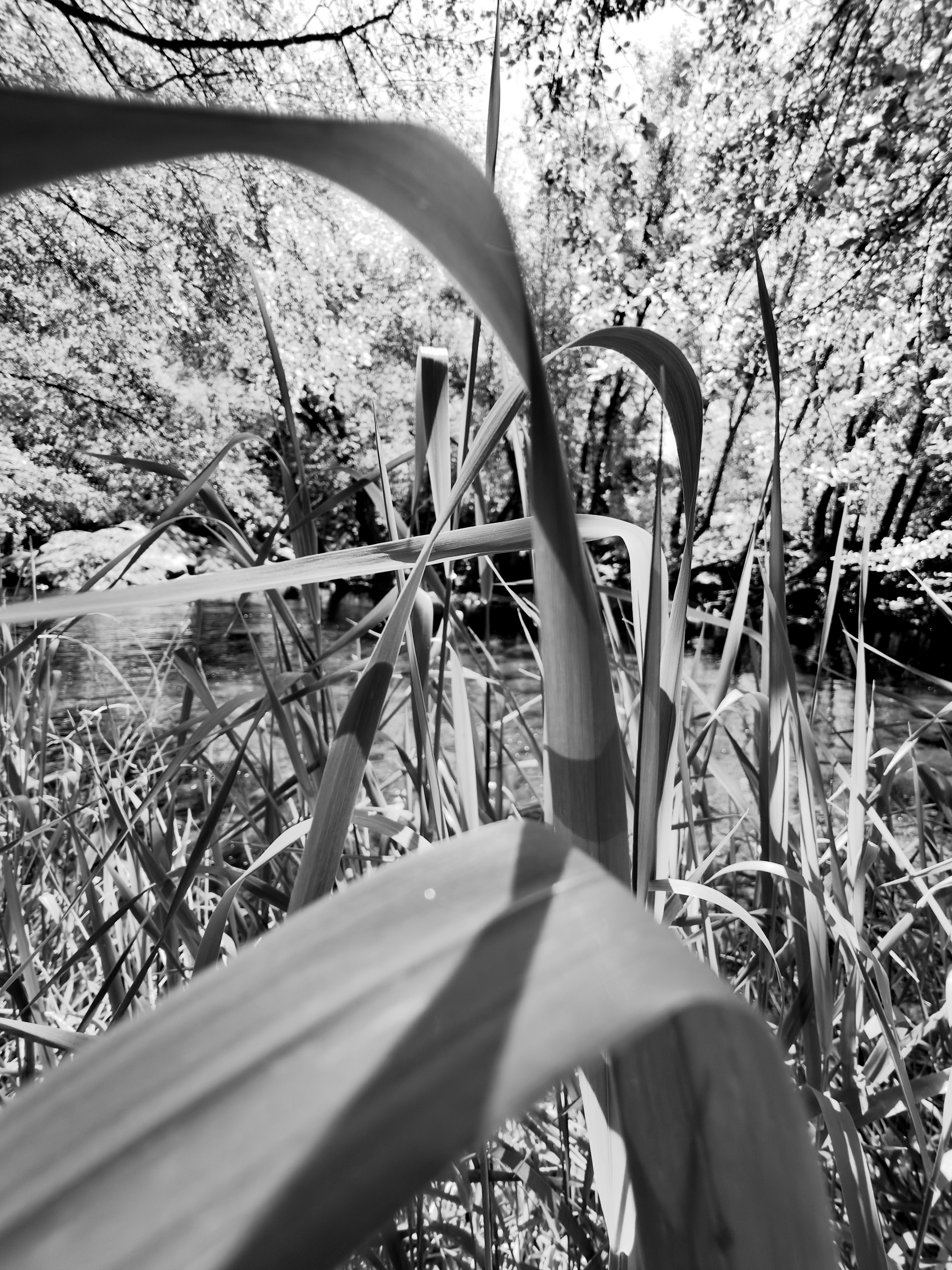 Auto-generated description: Tall grass in the foreground frames a serene woodland creek in a black and white setting.