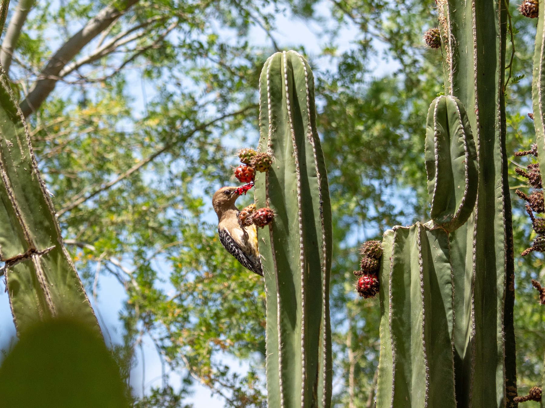 A woodpecker is perched on a tall cactus, pecking at its red fruit against a backdrop of green foliage.