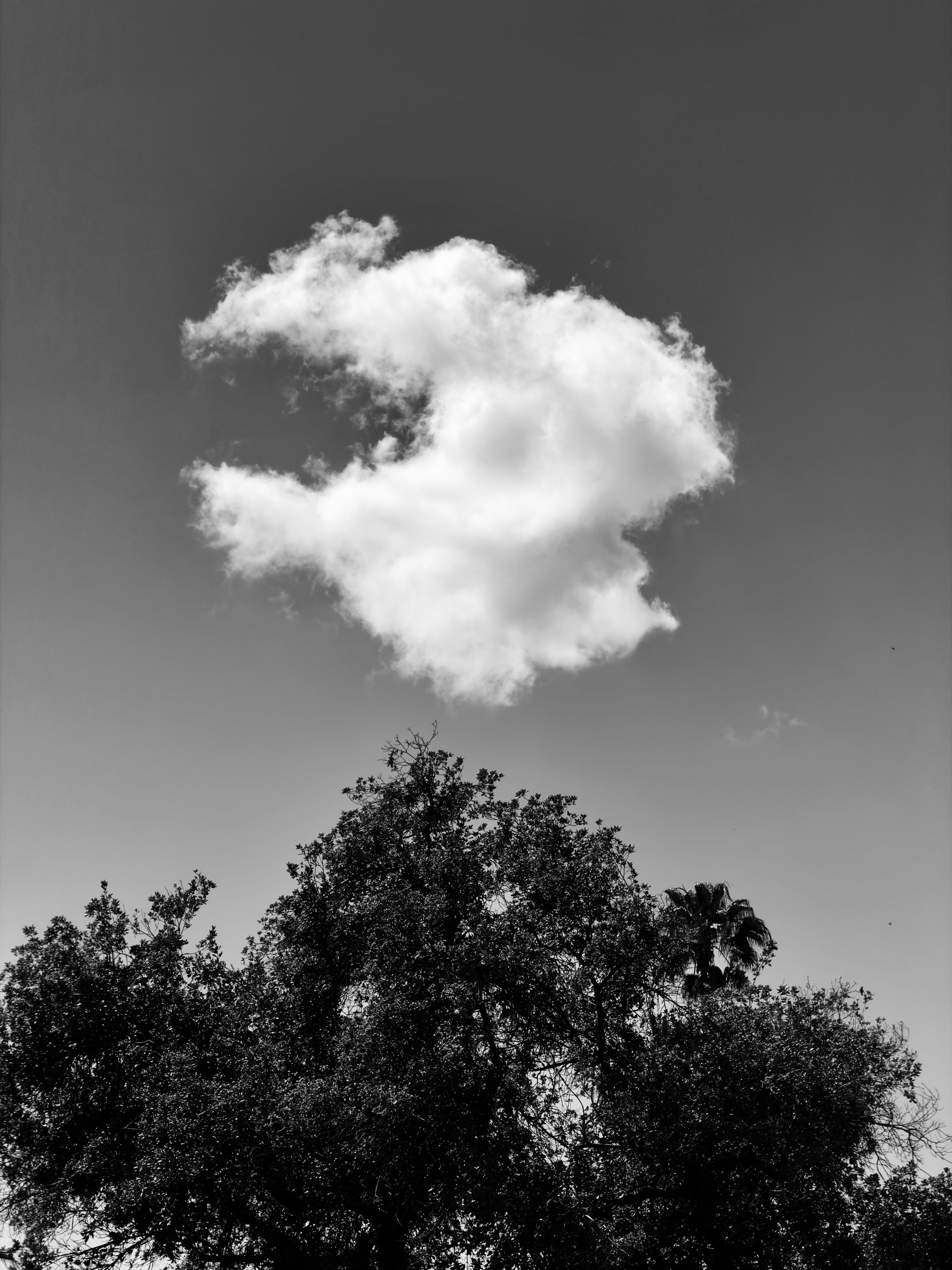 Auto-generated description: A single, fluffy white cloud is floating above the silhouette of treetops against a clear sky.