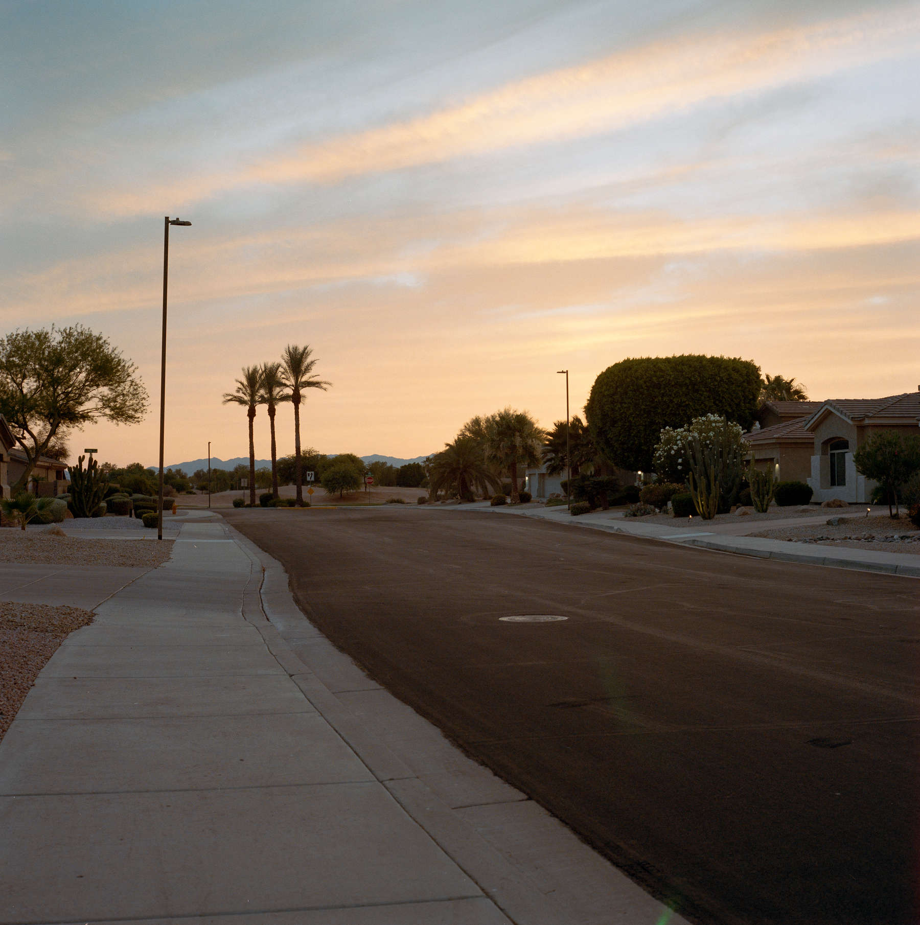 Auto-generated description: A quiet suburban street at sunset is lined with palm trees, bushes, and single-story houses.