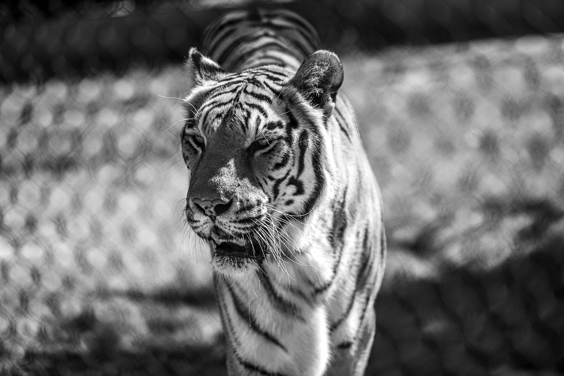 Auto-generated description: A tiger is walking forward with a focused expression, captured in black and white with a blurred background.