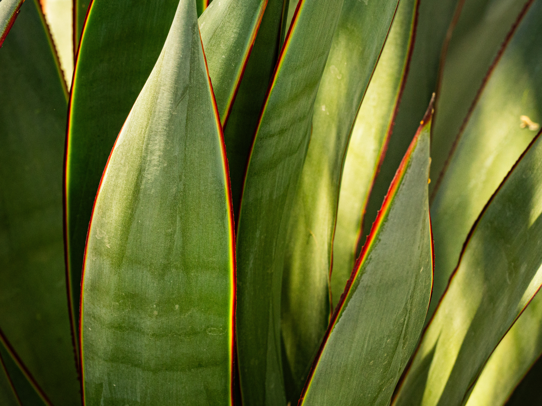 Auto-generated description: Close-up of vibrant green leaves with red edges and subtle sunlight highlighting their textures.