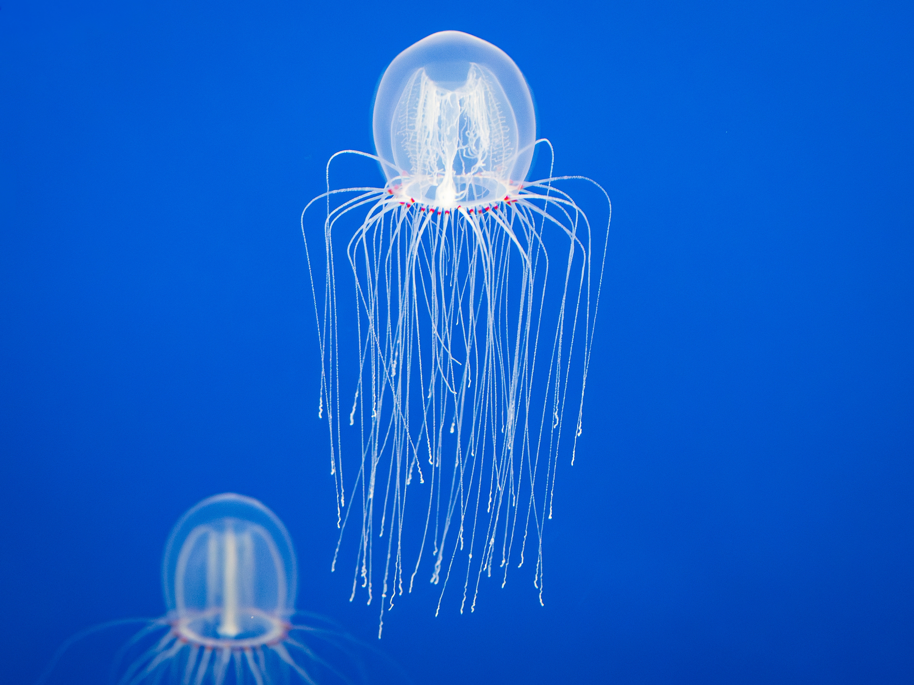 A translucent jellyfish with long, trailing tentacles swims gracefully against a vibrant blue background.