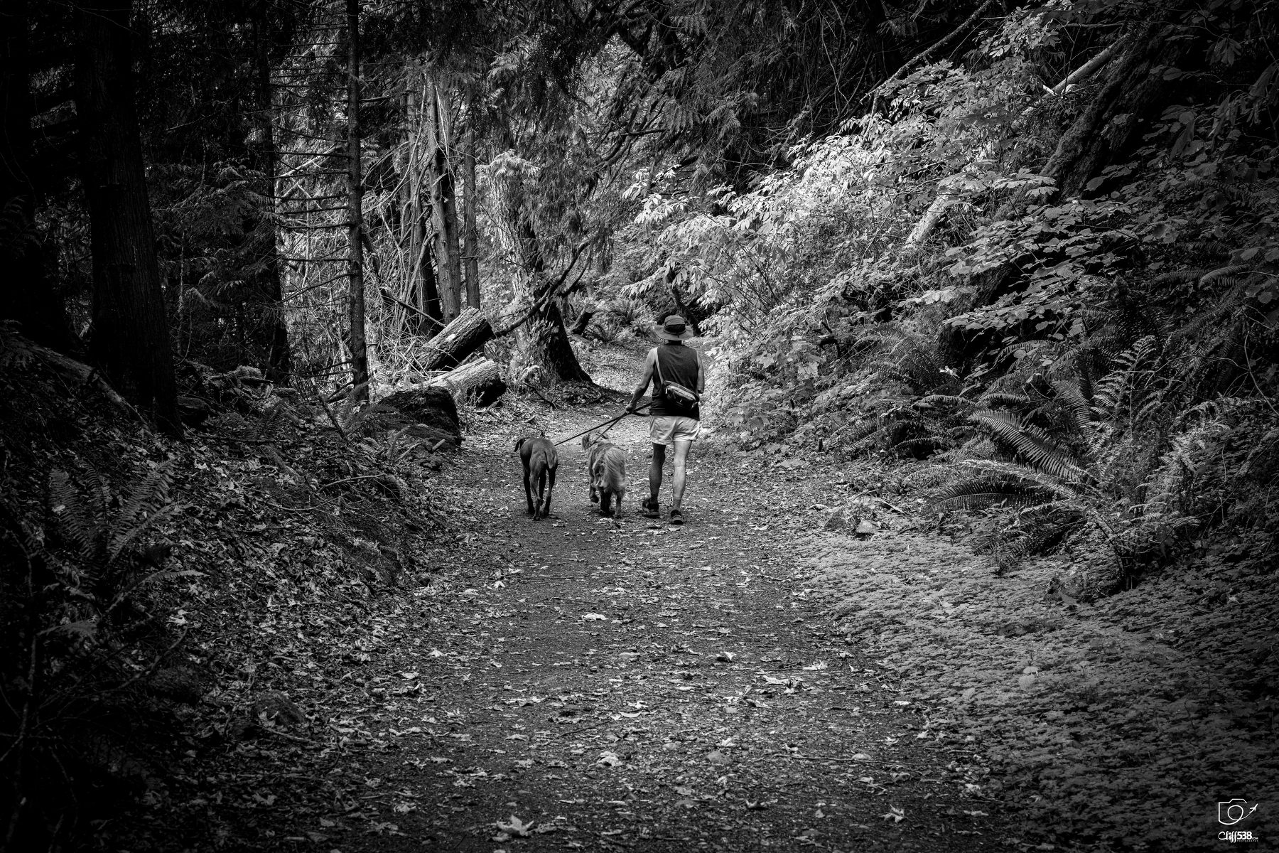 Auto-generated description: A person is walking two dogs on a forest trail surrounded by tall trees and dense foliage.