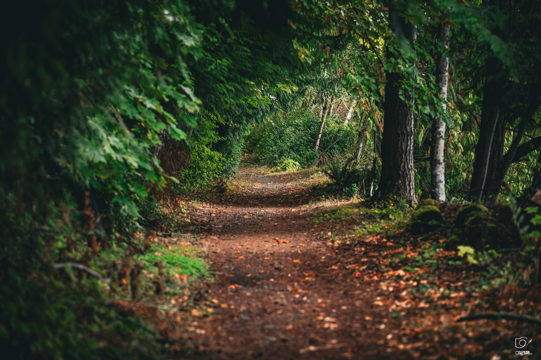 Auto-generated description: A peaceful forest path is surrounded by lush green trees and foliage, with sunlight filtering through the leaves.